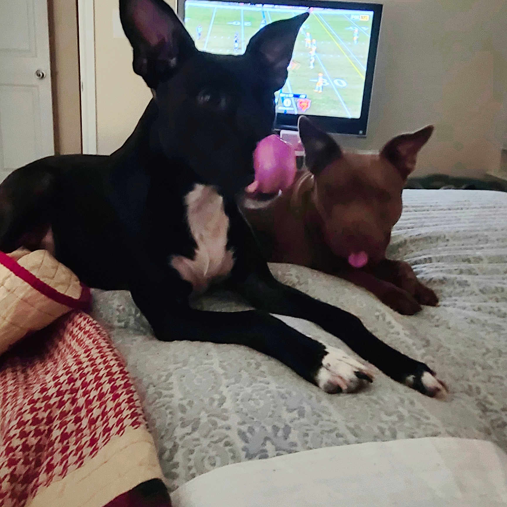 Finn And Cinnamon is registered to the contest to win money with this photo: animal, bed, black_dog, blanket, brown_dog, canine, cozy, cute, dog, ears, household, indoor, living_room, pet, playing, relaxing, resting, television, tongue, white_paws