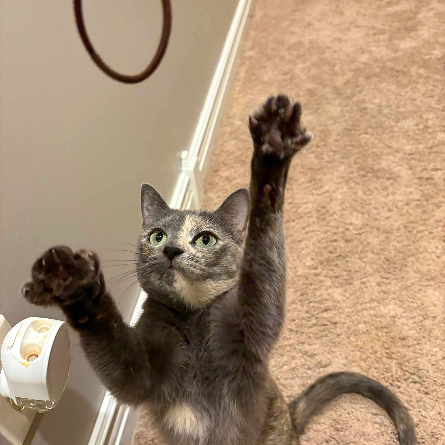 Willow joined the competition — help win amazing prizes! alert, animal, carpet, cat, curious, domestic, ears, eyes, feline, fur, hair_tie, home, indoor, paw, pet, playful, standing, tail, toy, whiskers