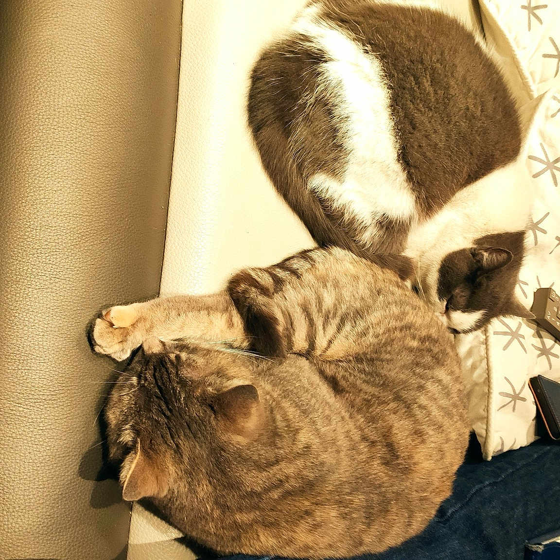 Athena Et Electra