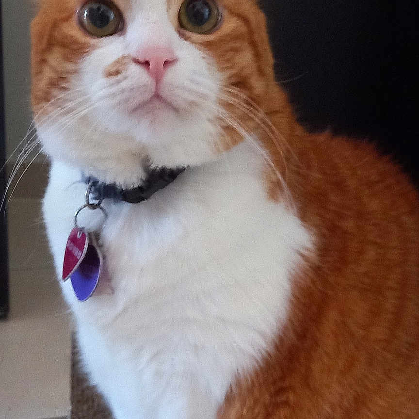 Garfield a rejoint le concours — aidez-le/la à gagner de superbes lots ! alert, animal, cat, closeup, collar, cute, domestic, ears, eyes, feline, floor, fur, indoor, mat, orange_cat, pet, sitting, tag, whiskers, white_fur