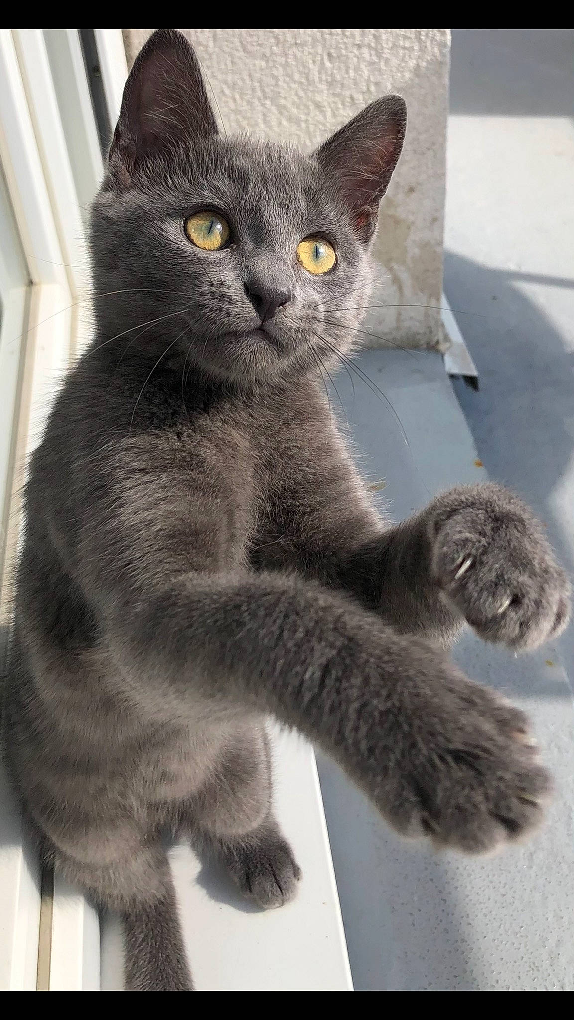 Rio a rejoint le concours — aidez-le/la à gagner de superbes lots ! asian, british_longhair, british_semi_longhair, british_shorthair, burmese, carnivore, cat, chartreux, domestic_short_haired_cat, felidae, kitten, korat, mammal, nebelung, polydactyl_cat, russian_blue, scottish_fold, small_to_medium_sized_cats, vertebrate, whiskers