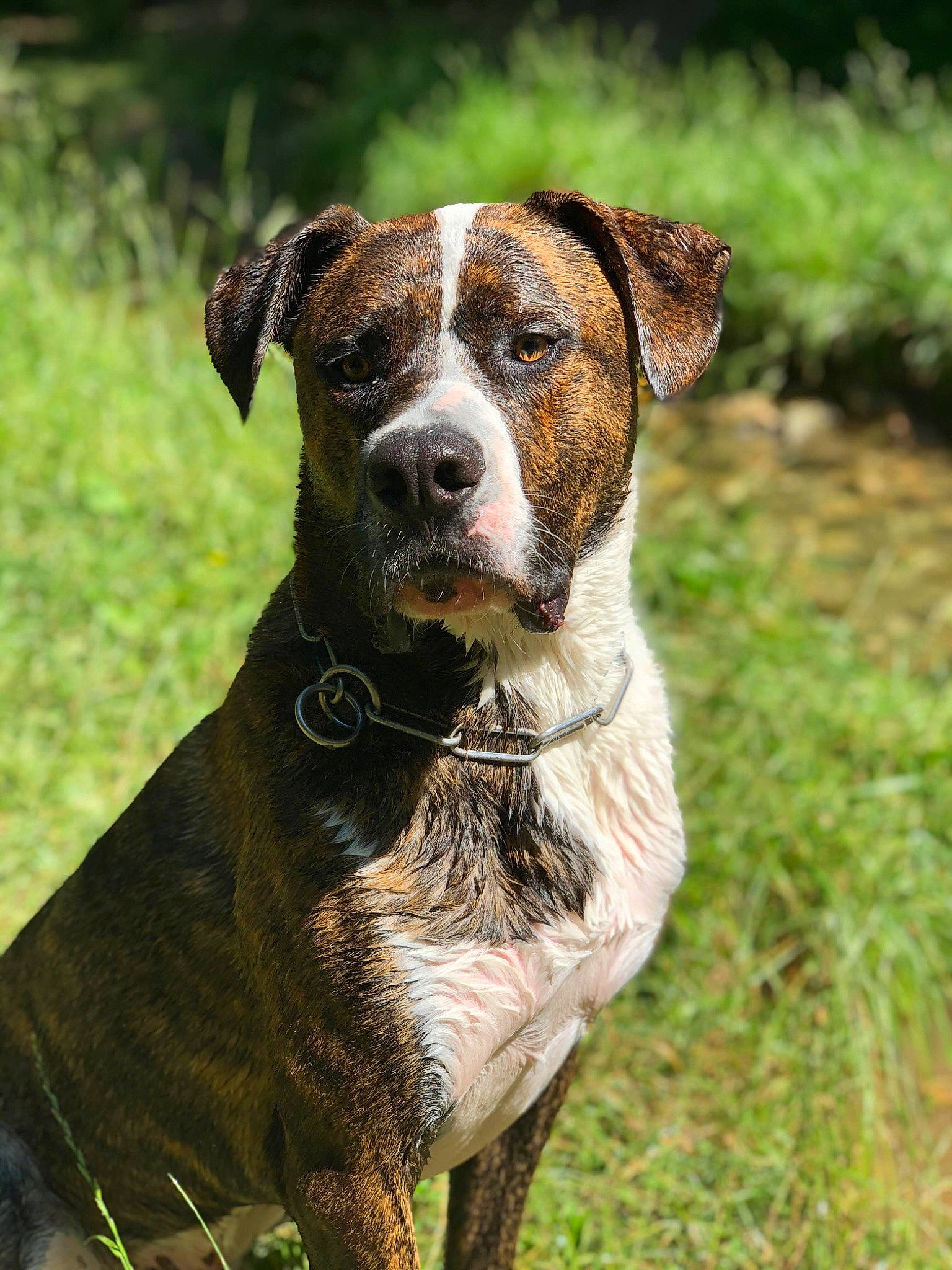 Oslo participe au concours pour gagner de l'argent avec cette photo : american_staffordshire_terrier, ancient_dog_breeds, austrian_pinscher, canidae, carnivore, catahoula_bulldog, companion_dog, dog, dog_breed, hunting_dog, louisiana_catahoula_leopard_dog, mammal, mountain_cur, plant, rafeiro_do_alentejo, rare_breed_dog, sporting_group, vertebrate