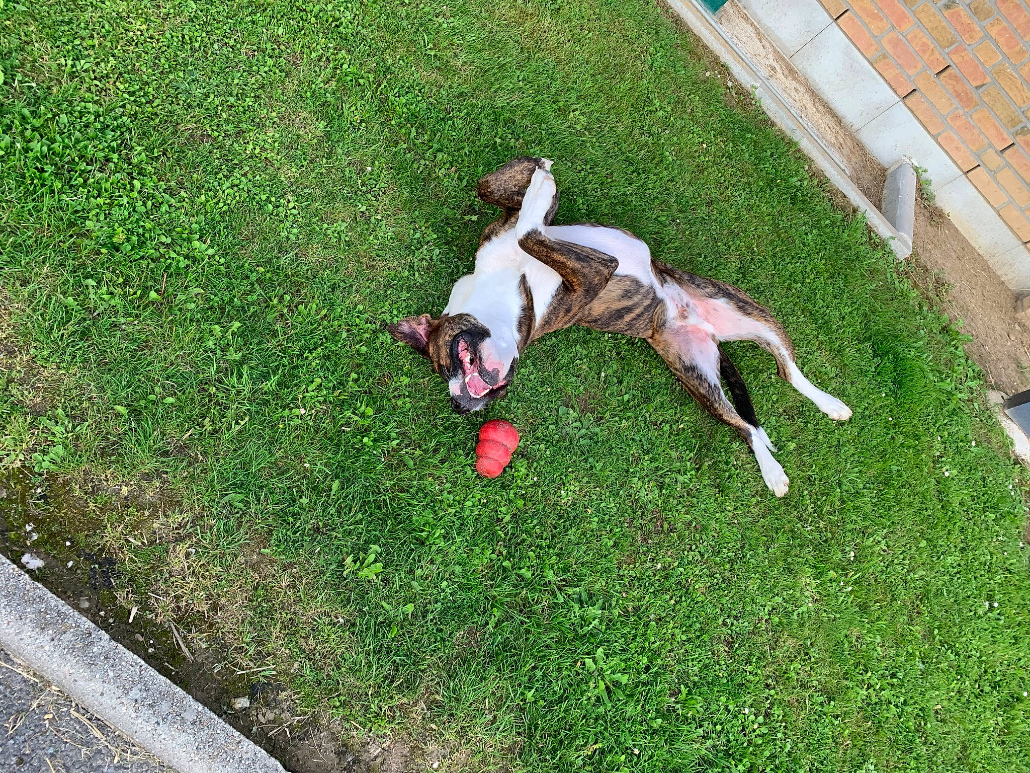 Oslo a rejoint le concours — aidez-le/la à gagner de superbes lots ! american_bulldog, american_staffordshire_terrier, canidae, carnivore, danish_swedish_farmdog, dog, dog_breed, fawn, grass, lawn, lurcher, mammal, non_sporting_group, pointer, sporting_group, tail