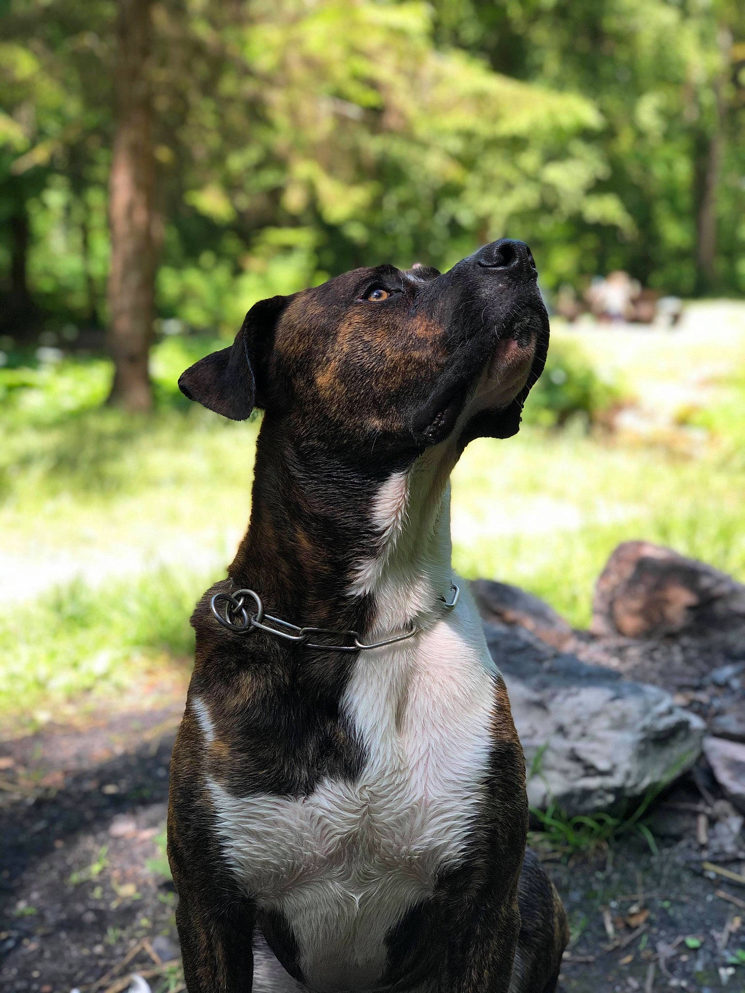 Oslo participe au concours pour gagner de l'argent avec cette photo : alano_espanol, alaunt, american_pit_bull_terrier, american_staffordshire_terrier, canidae, carnivore, collar, dog, dog_breed, dog_collar, fawn, mammal, molosser, non_sporting_group, plant, rare_breed_dog, snout, sporting_group, staffordshire_bull_terrier, vertebrate