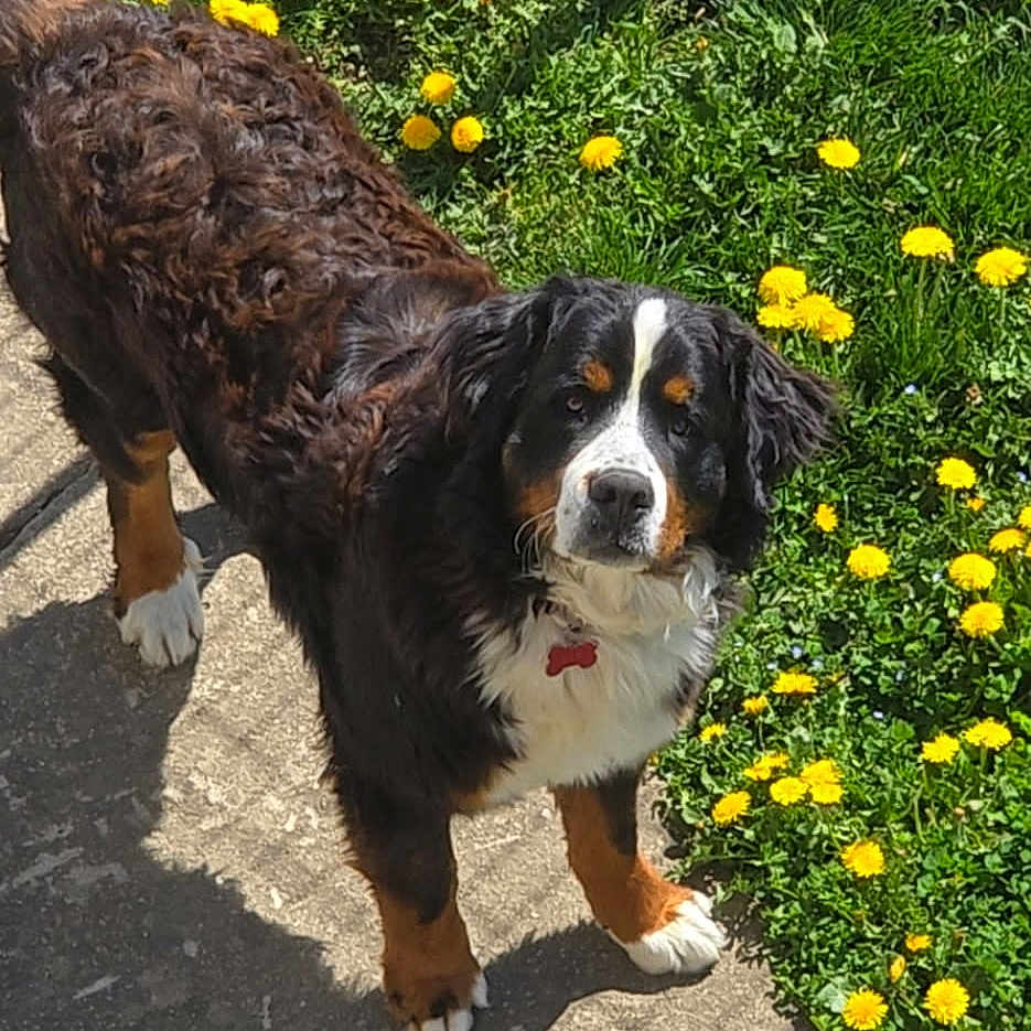 Ulk participe au concours pour gagner de l'argent avec cette photo : animal, canine, daisy, dog, face, flower, grass, green, herbal, herbs, jar, path, pet, petal, plant, planter, pottedplant, pottery, vase, vegetation