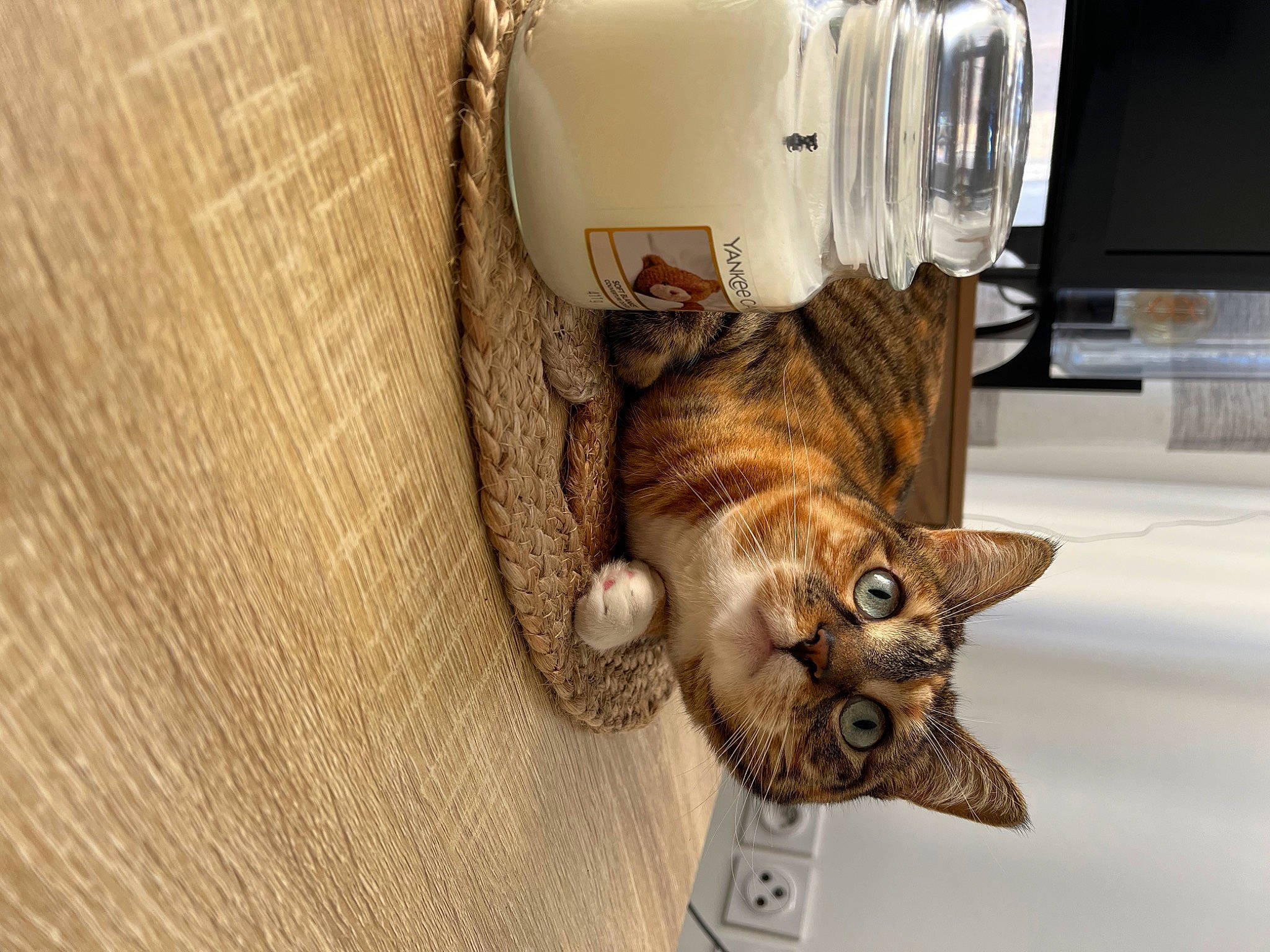 Miha a rejoint le concours — aidez-le/la à gagner de superbes lots ! carnivore, cat, claw, comfort, couch, domestic_short_haired_cat, fawn, felidae, flooring, fur, hardwood, lamp, linens, metal, paw, small_to_medium_sized_cats, snout, tail, whiskers, wood