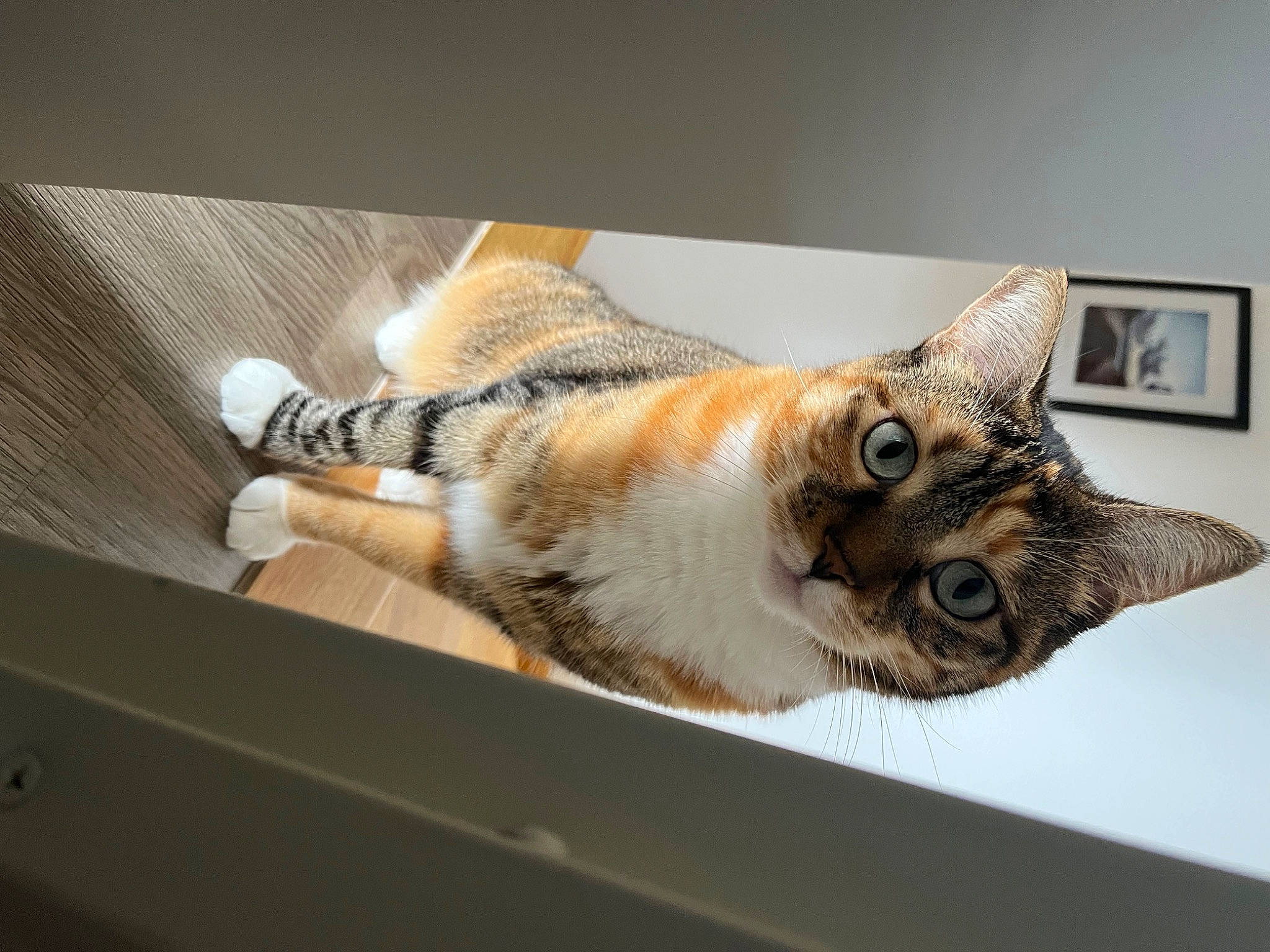 Miha participe au concours pour gagner de l'argent avec cette photo : carnivore, cat, claw, comfort, couch, domestic_short_haired_cat, felidae, fur, paw, picture_frame, room, small_to_medium_sized_cats, snout, tail, terrestrial_animal, tree, whiskers, wildlife, window, wood