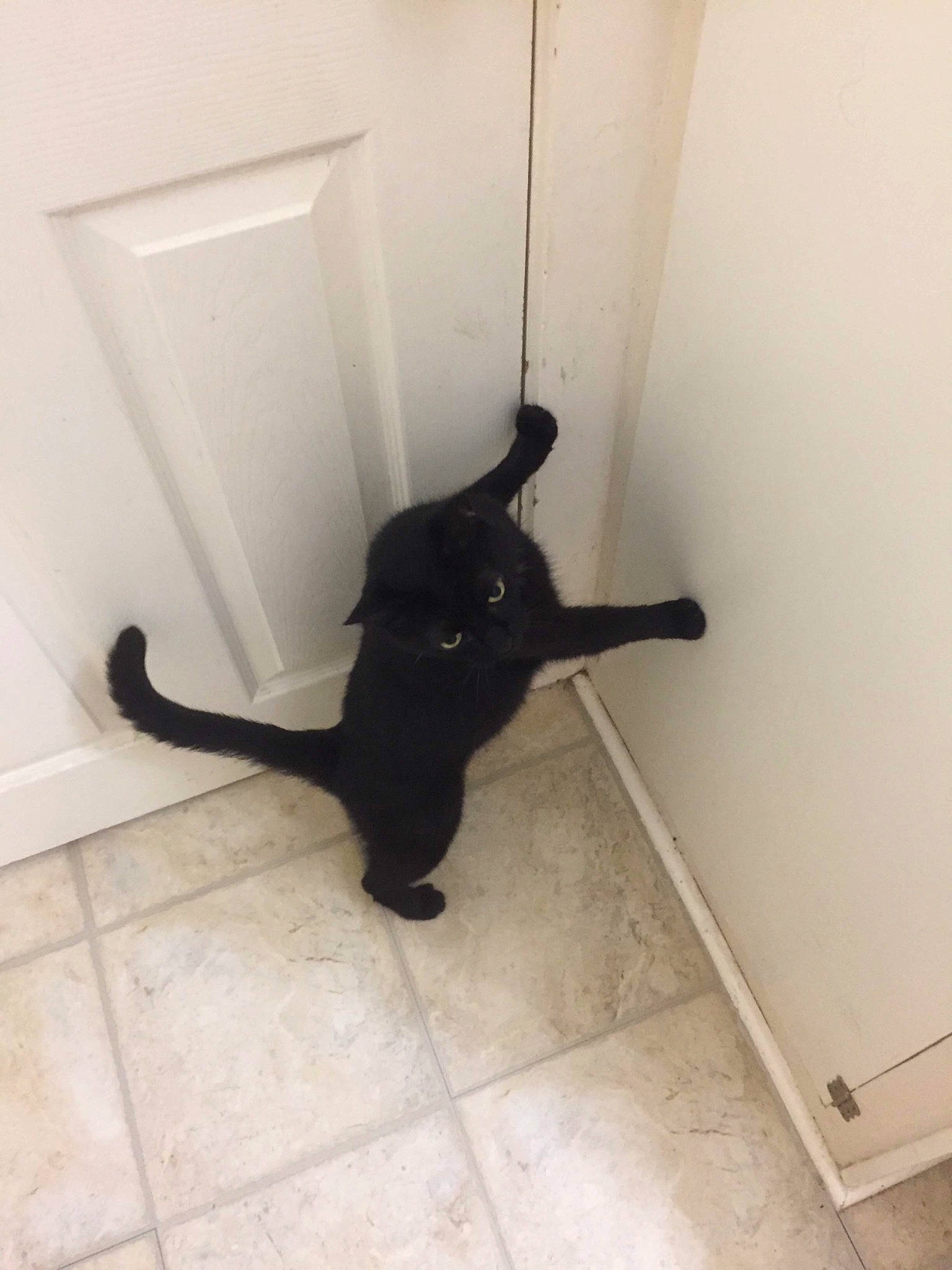 Onyx is registered to the contest to win money with this photo: black_cat, carnivore, cat, felidae, floor, small_to_medium_sized_cats, tail