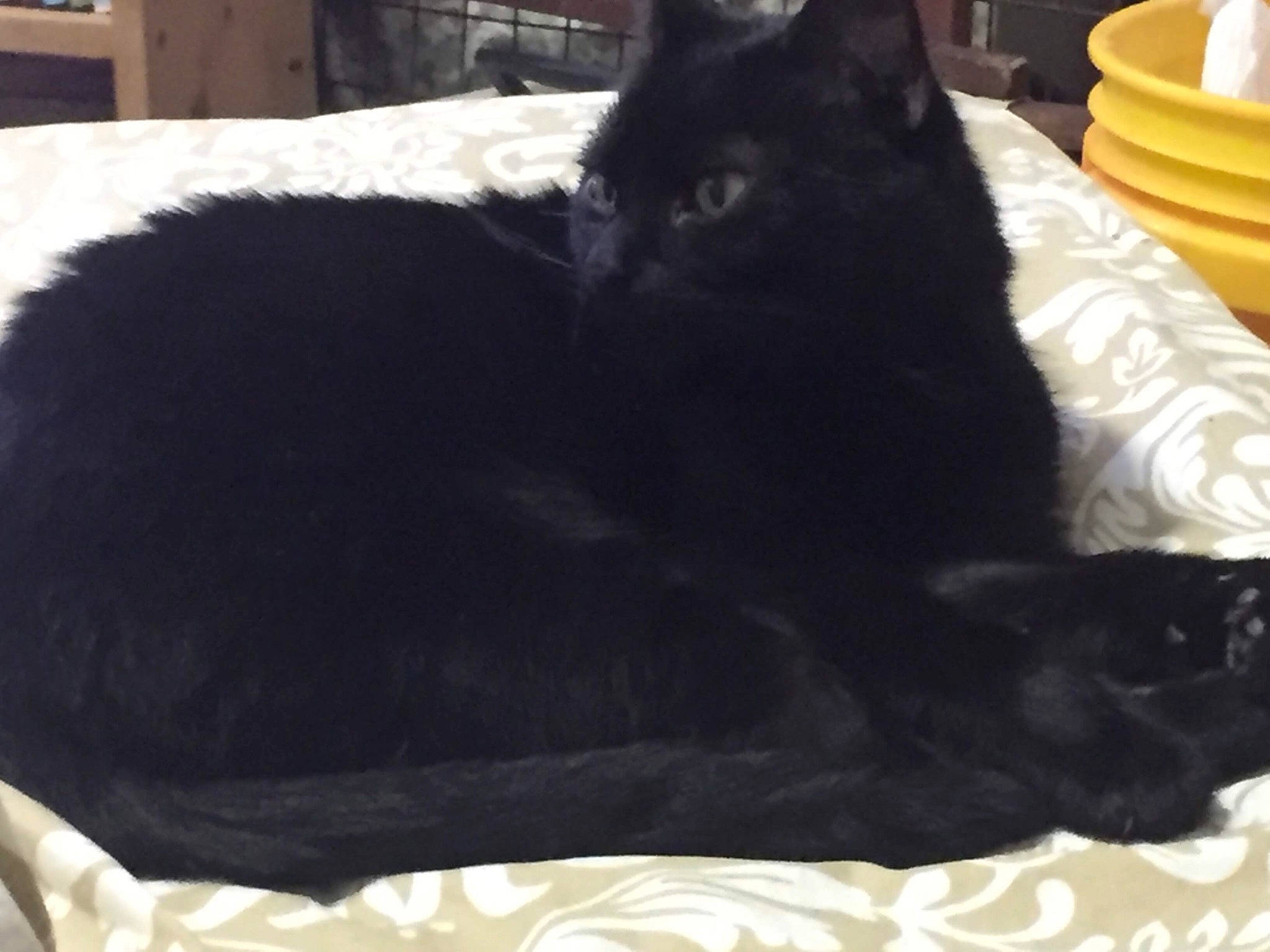 Onyx joined the competition — help win amazing prizes! bed, black, black_cat, bombay, carnivore, cat, comfort, domestic_long_haired_cat, domestic_short_haired_cat, felidae, fur, furniture, linens, small_to_medium_sized_cats, tail, whiskers