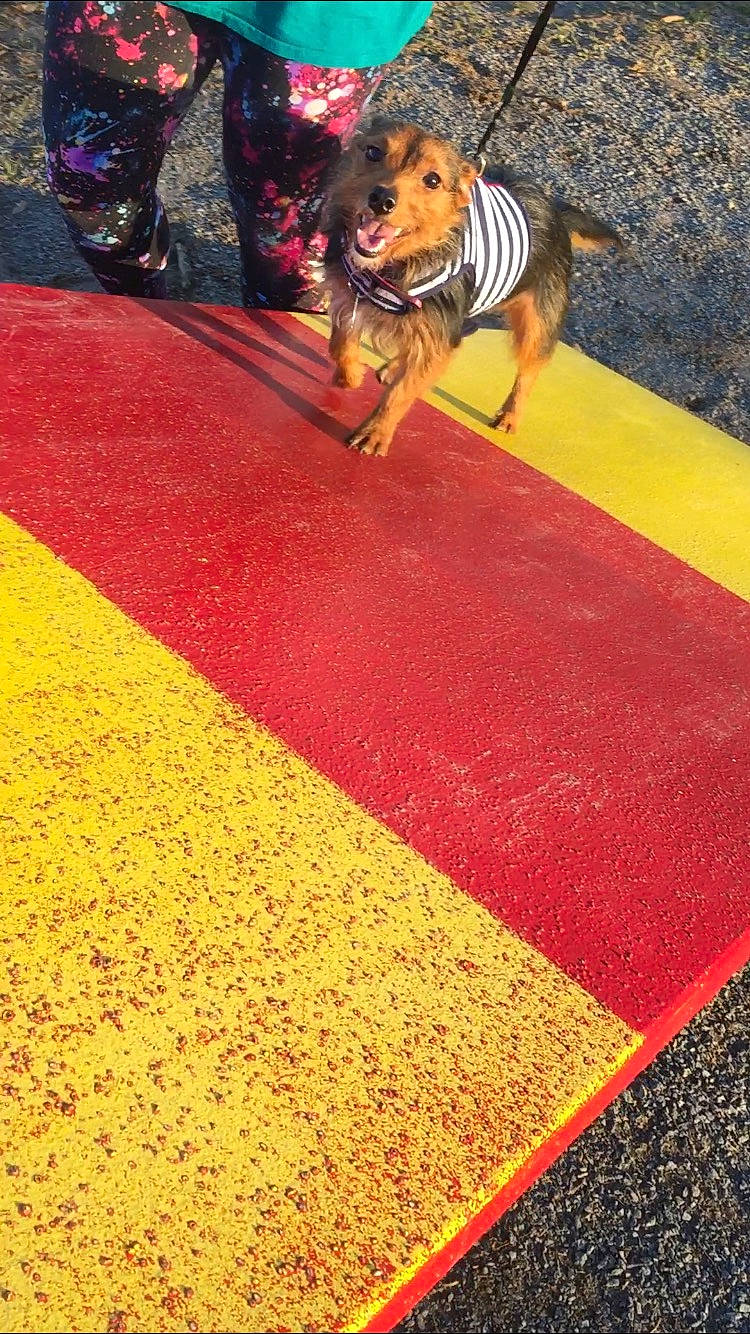 Lucy Belle is registered to the contest to win money with this photo: canidae, carnivore, dog, dog_breed, flooring, road_surface