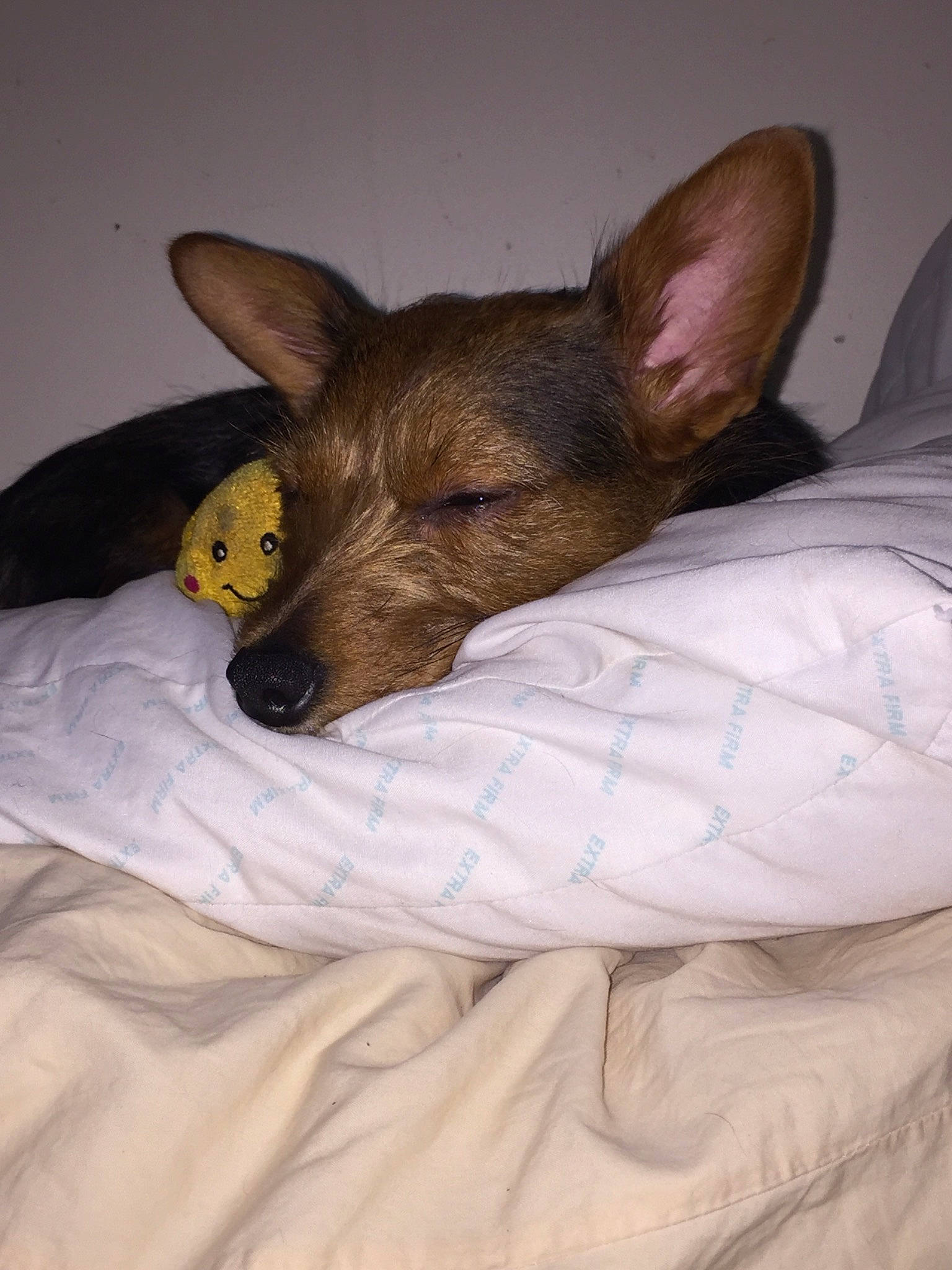 Lucy Belle is registered to the contest to win money with this photo: american_hairless_terrier, bed, canidae, carnivore, dog, dog_breed, ear, mammal, miniature_pinscher, prazsky_krysarik, snout, teddy_roosevelt_terrier, vertebrate