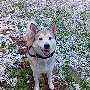Kaya a rejoint le concours — aidez-le/la à gagner de superbes lots ! dog, husky, siberian_husky, snow, winter, outdoor, grass, field, animal, pet, canine, collar, standing, portrait, fluffy, white_fur, gray_fur, blue_eyes, happy, snowy_landscape