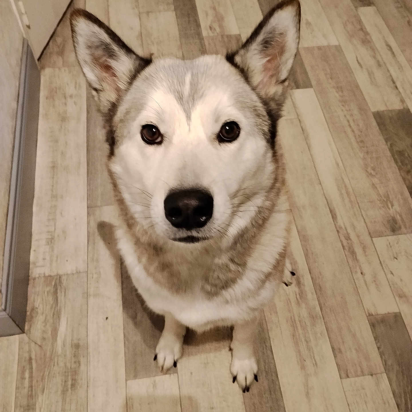 Kaya
