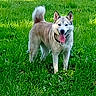 dog, pet, canine, fluffy, gray_fur, pointed_ears, curled_tail, tongue_out, happy, standing, grass, lawn, outdoor, park, daylight, collar, leash, animal_portrait, greenery, playful