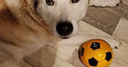 Kaya participe au concours pour gagner de l'argent avec cette photo : dog, husky, siberian_husky, pet, canine, lying_down, floor, wood_floor, soccer_ball, toy, orange_ball, black_and_white, fluffy, ears, blue_eyes, close_up, indoor, portrait, relaxed, playful