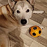 dog, husky, siberian_husky, pet, canine, lying_down, floor, wood_floor, soccer_ball, toy, orange_ball, black_and_white, fluffy, ears, blue_eyes, close_up, indoor, portrait, relaxed, playful