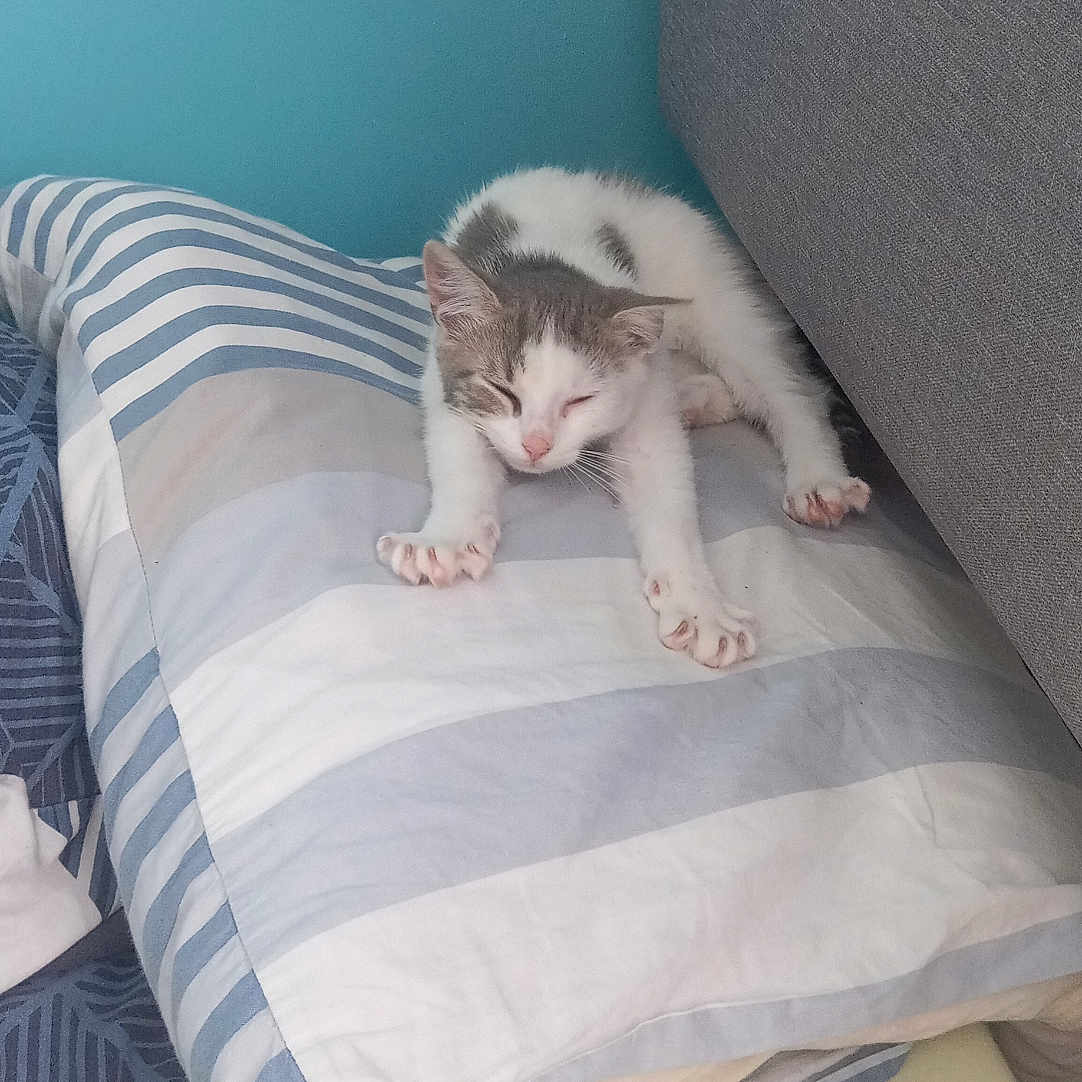 Rio a rejoint le concours — aidez-le/la à gagner de superbes lots ! animal, bedroom, cat, couch, cozy, cute, feline, fur, gray, indoor, kitten, pet, pillow, relaxed, resting, sleeping, stretching, striped, whiskers, young