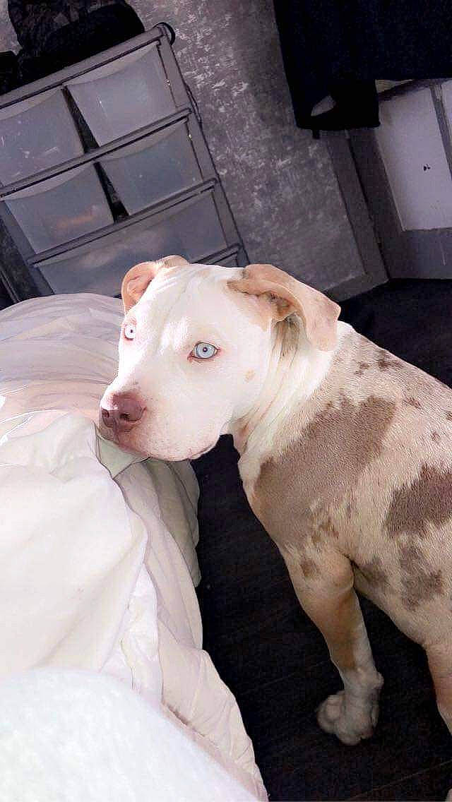 Thorr is registered to the contest to win money with this photo: canidae, carnivore, collar, companion_dog, dog, dog_breed, dog_collar, ear, fawn, flesh, foot, fur, non_sporting_group, pet_supply, snout, sporting_group, tail, terrestrial_animal, whiskers, working_animal