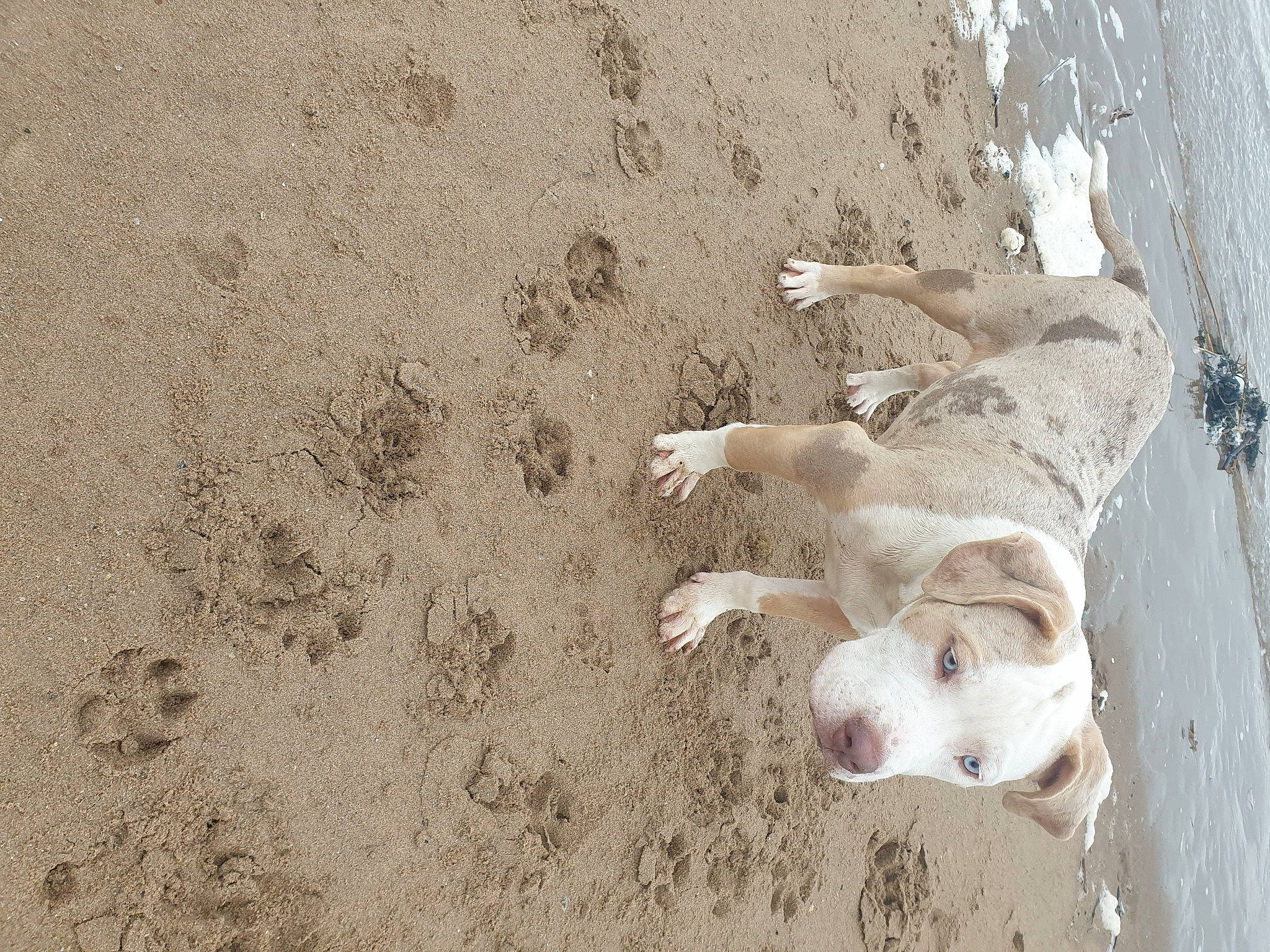 Thorr joined the competition — help win amazing prizes! beach, canidae, carnivore, companion_dog, dog, dog_breed, fawn, foot, non_sporting_group, paw, sand, snout, soil, sporting_group, street_dog, tail, terrestrial_animal, water, wildlife, wood