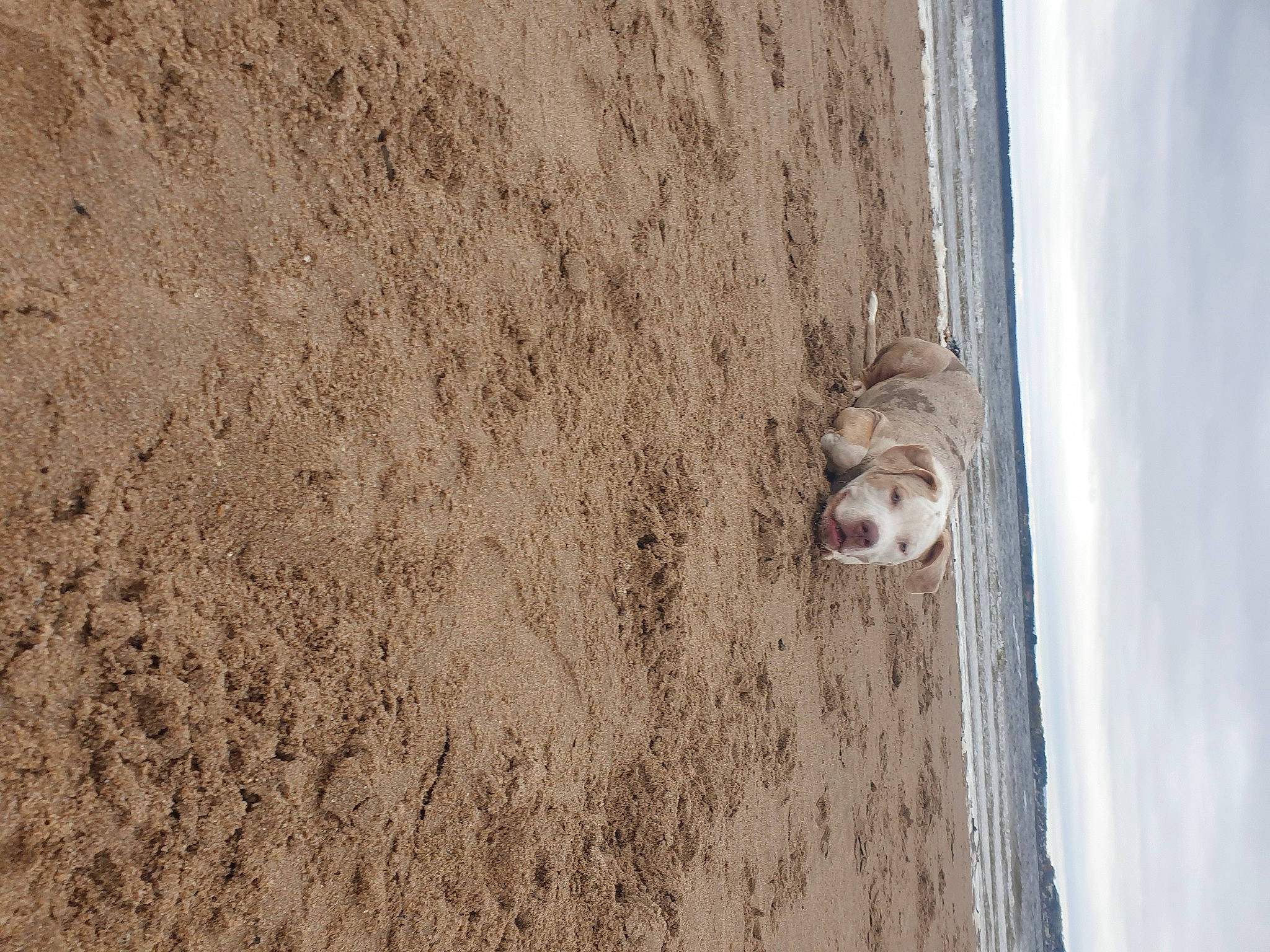 Thorr is registered to the contest to win money with this photo: beach, beige, body_of_water, cloud, coast, concrete, dog, facade, landscape, rock, sand, shadow, sky, soil, water, window, wood