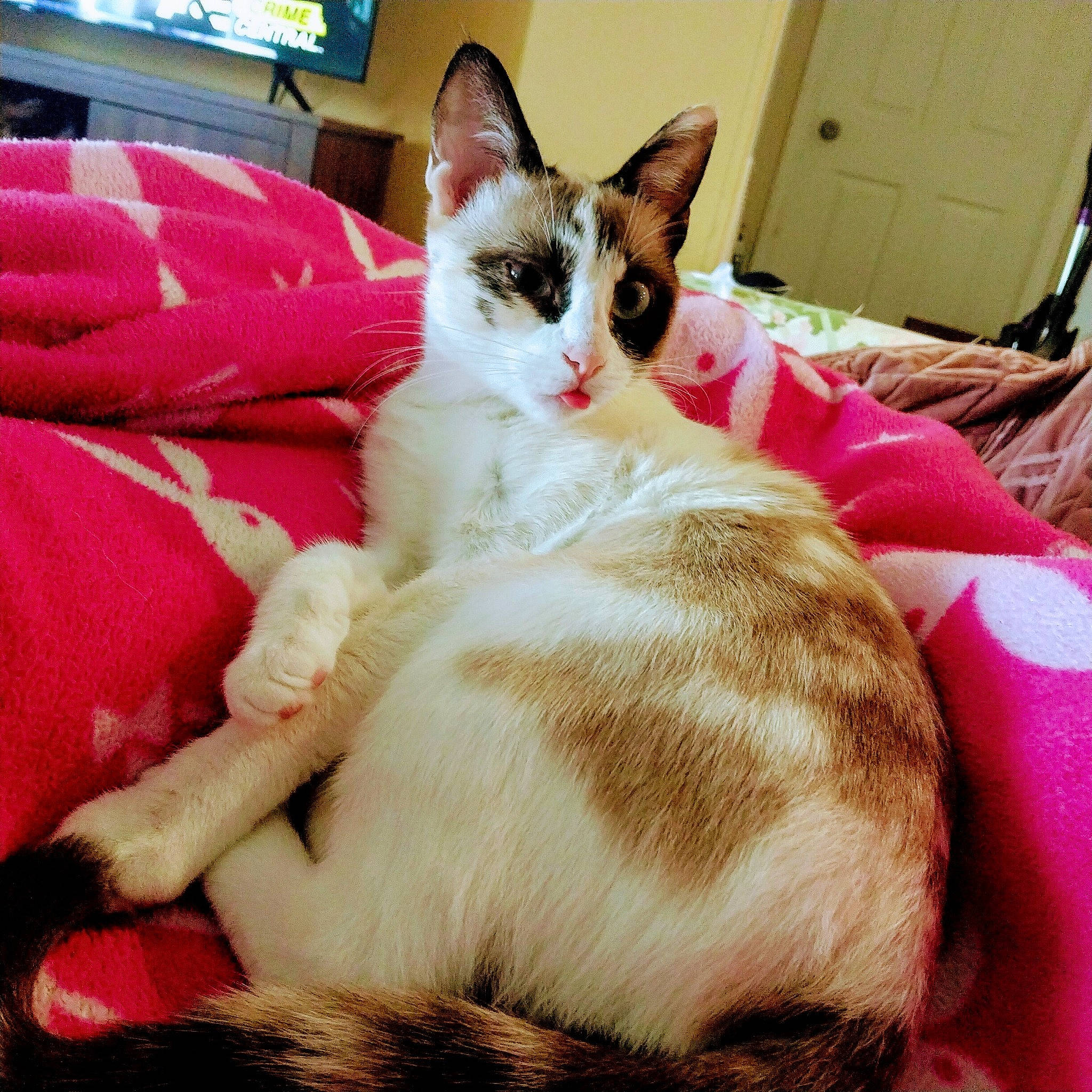 Tender Meow is registered to the contest to win money with this photo: carnivore, cat, cat_supply, claw, comfort, display_device, domestic_short_haired_cat, fawn, felidae, fur, linens, paw, room, small_to_medium_sized_cats, tail, whiskers