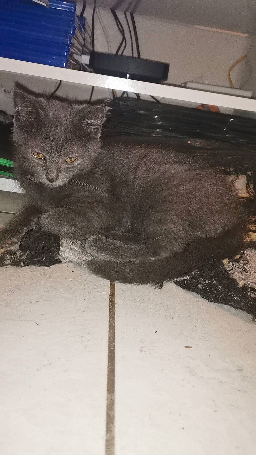 Minnie a rejoint le concours — aidez-le/la à gagner de superbes lots ! carnivore, cat, computer_keyboard, domestic_short_haired_cat, felidae, flooring, fur, grey, paw, russian_blue, small_to_medium_sized_cats, snout, table, tail, terrestrial_animal, whiskers, window, wood