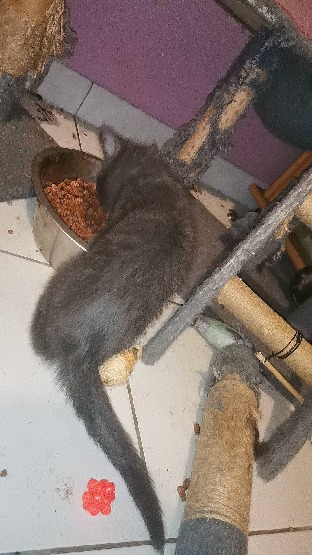 Minnie participe au concours pour gagner de l'argent avec cette photo : black_cat, carnivore, cat, claw, domestic_short_haired_cat, fawn, felidae, fur, liver, metal, pet_supply, rodent, small_to_medium_sized_cats, tail, terrestrial_animal, whiskers, wood