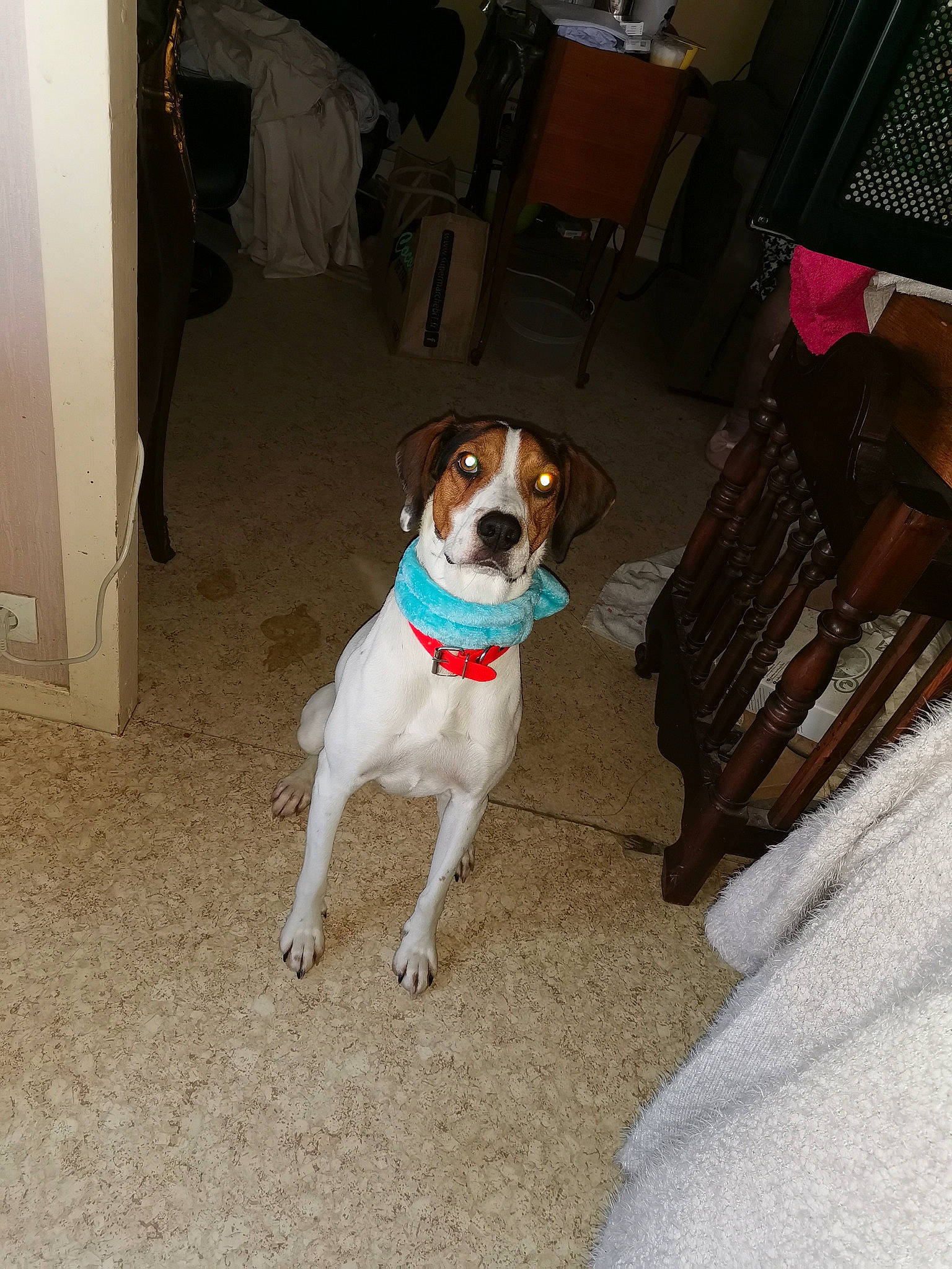 Zazou a rejoint le concours — aidez-le/la à gagner de superbes lots ! canidae, carnivore, chair, collar, companion_dog, couch, dog, dog_breed, dog_collar, dog_supply, door, fawn, flooring, hardwood, leash, sporting_group, tail, varnish, wood, working_animal