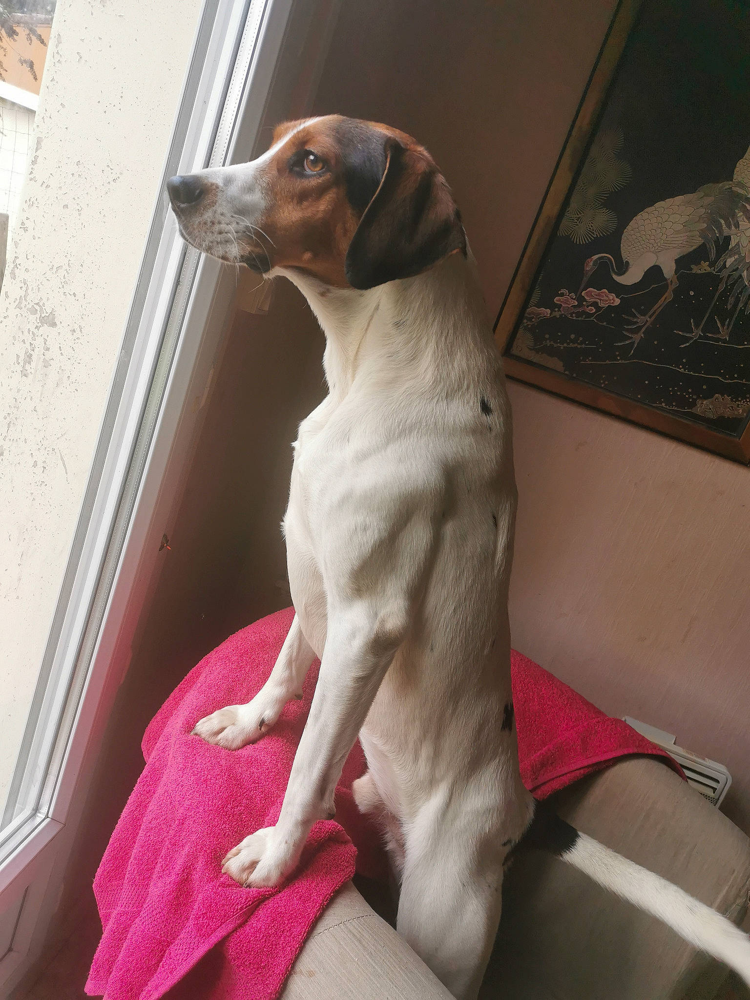 Zazou participe au concours pour gagner de l'argent avec cette photo : art, carnivore, collar, comfort, companion_dog, dog, dog_breed, dog_collar, dog_supply, fawn, gun_dog, hound, liver, metal, pet_supply, picture_frame, snout, vehicle_door, window, working_animal