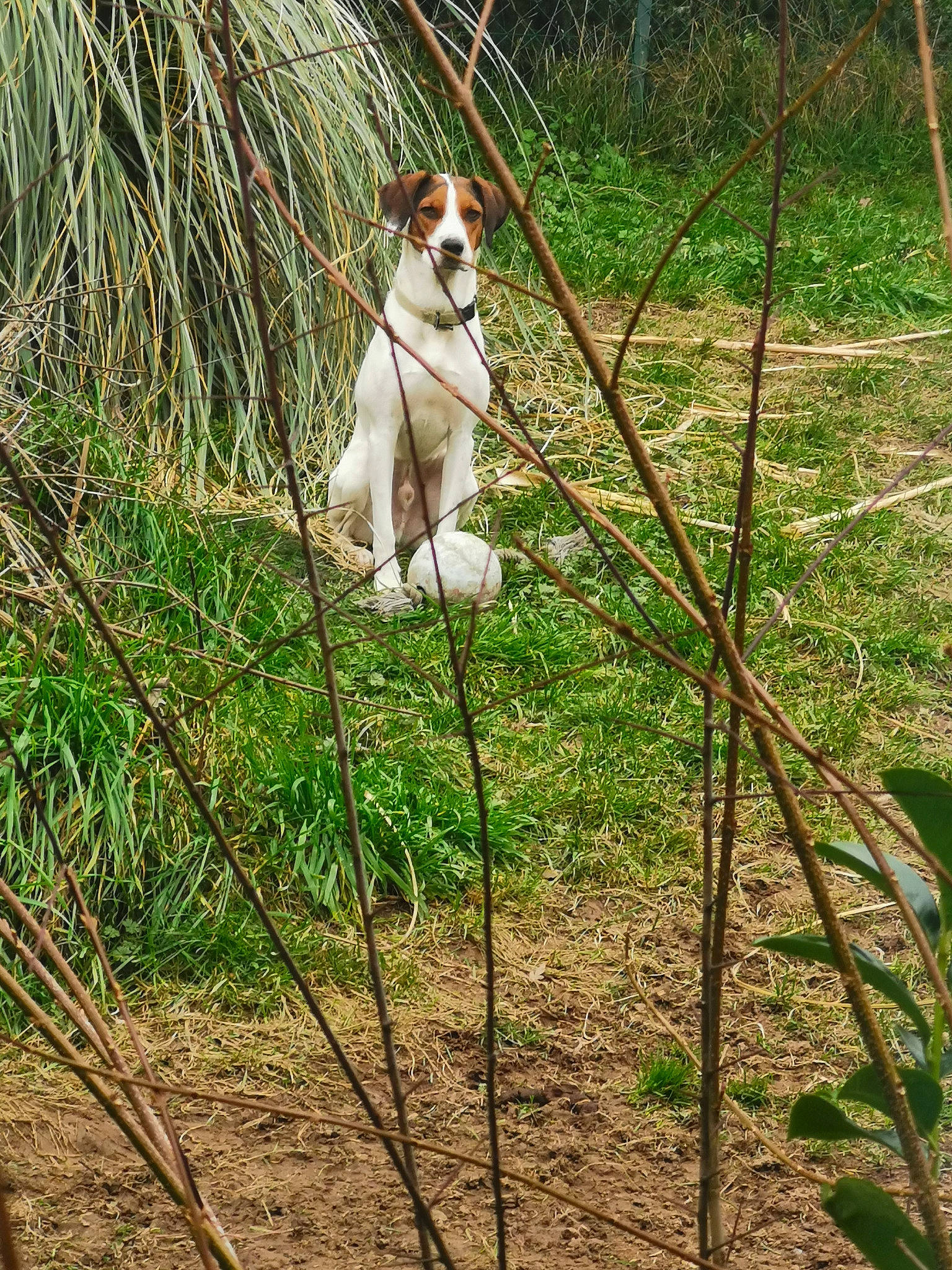 Zazou a rejoint le concours — aidez-le/la à gagner de superbes lots ! canidae, carnivore, collar, companion_dog, dog, dog_breed, fawn, fence, grass, grassland, liver, pasture, plant, prairie, sporting_group, tail, terrestrial_animal, terrestrial_plant, twig, working_animal