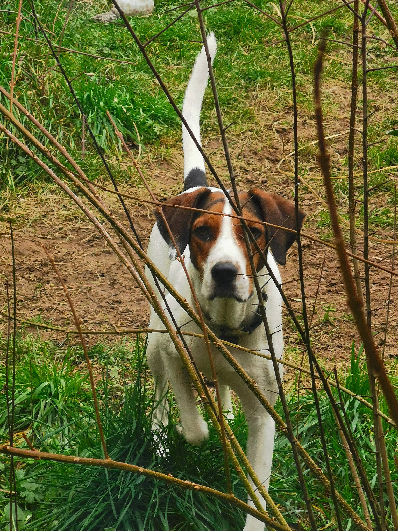 Zazou participe au concours pour gagner de l'argent avec cette photo : beagle_harrier, canidae, carnivore, collar, companion_dog, dog, dog_breed, fawn, grass, hound, hunting_dog, plant, scent_hound, sporting_group, tail, terrestrial_animal, terrestrial_plant