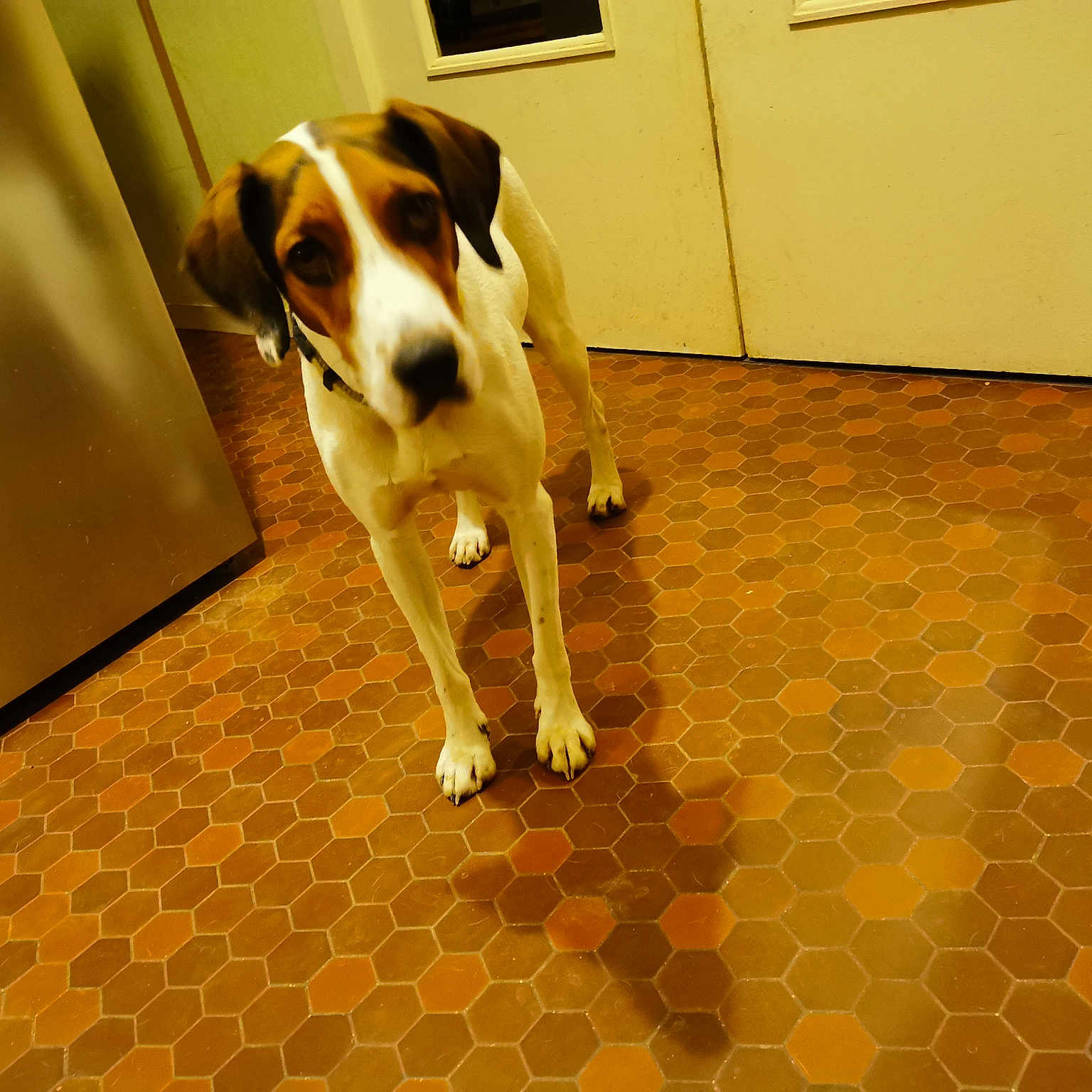 Zazou