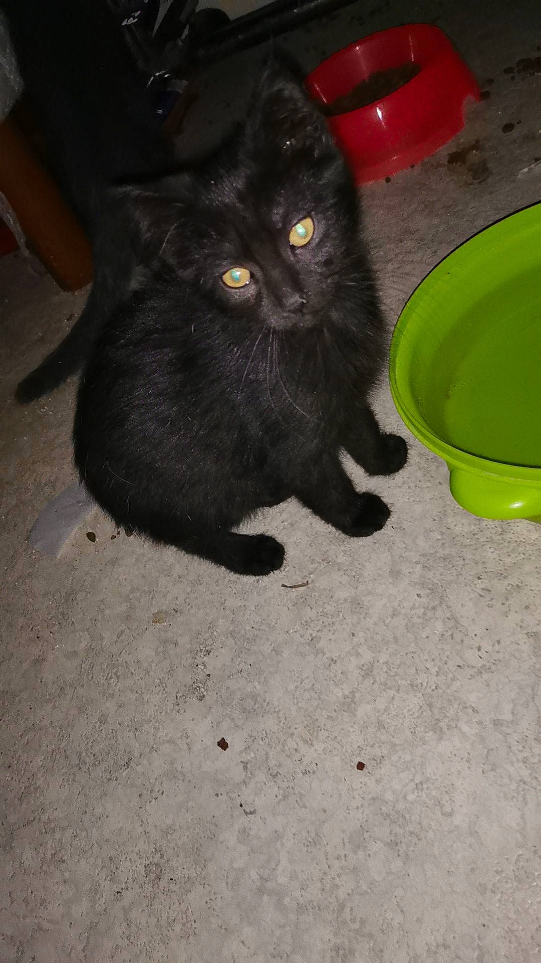 Mickey a rejoint le concours — aidez-le/la à gagner de superbes lots ! animal_feed, black_cat, bombay, carnivore, cat, cat_supply, claw, domestic_short_haired_cat, felidae, flooring, foot, fur, human_leg, paw, road_surface, small_to_medium_sized_cats, snout, tail, terrestrial_animal, whiskers