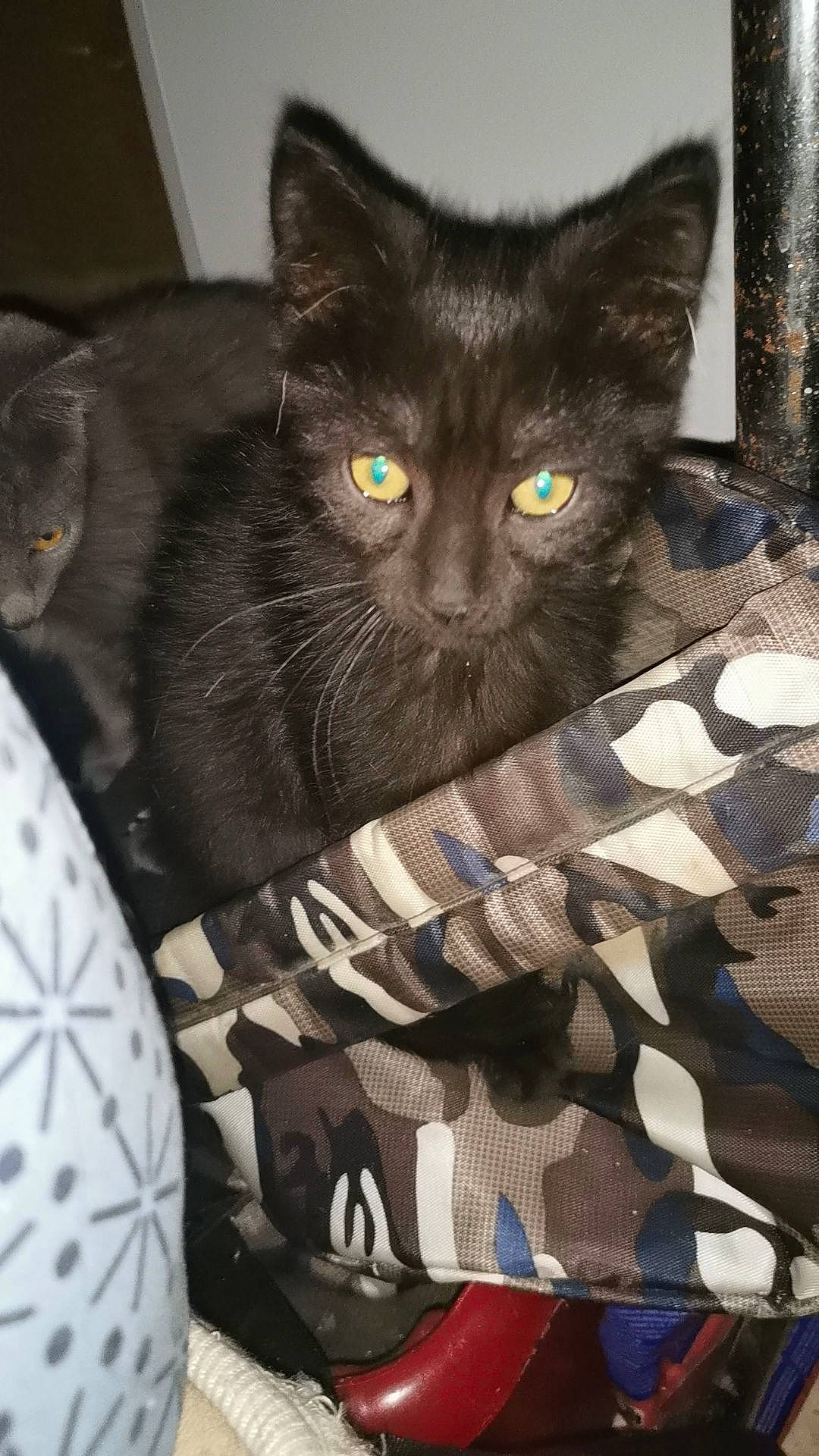 Mickey a rejoint le concours — aidez-le/la à gagner de superbes lots ! bag, black_cat, bombay, box, carnivore, cat, cat_bed, cat_supply, claw, comfort, domestic_short_haired_cat, felidae, fur, grey, linens, pattern, sitting, small_to_medium_sized_cats, snout, whiskers