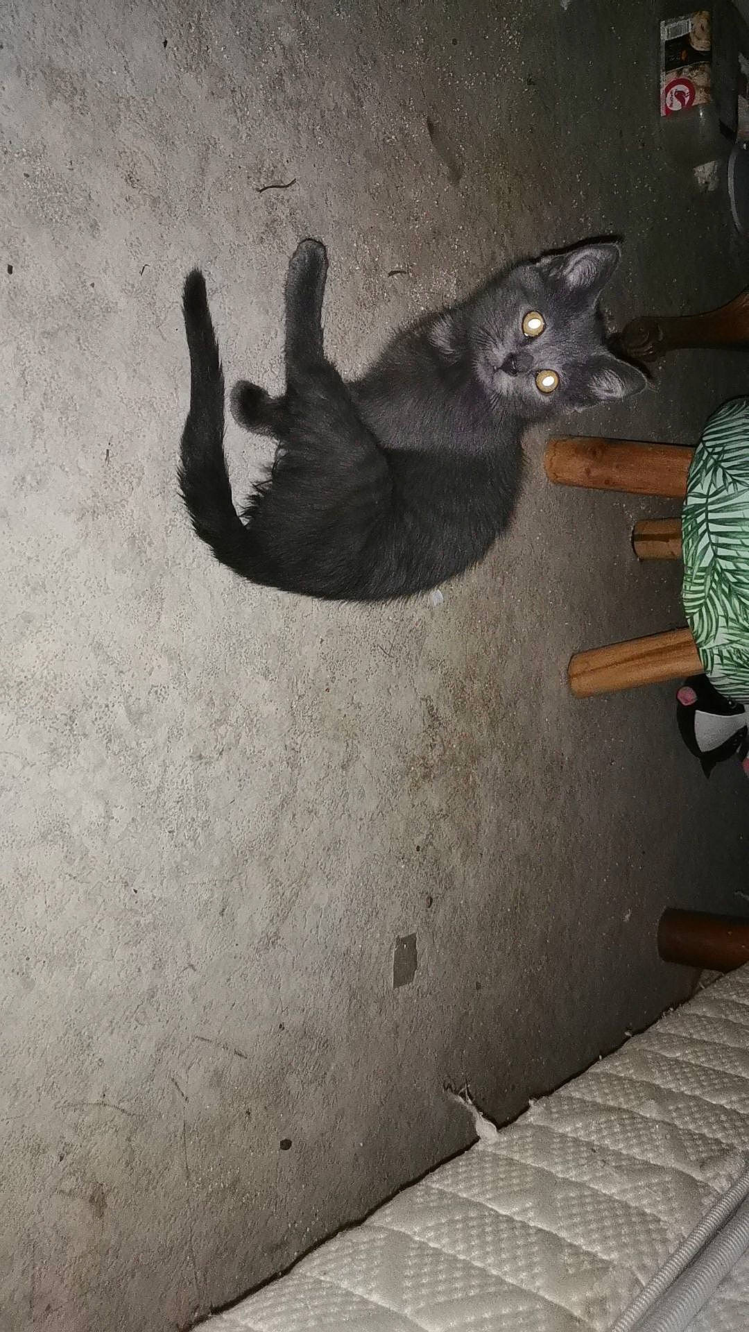 Mickey a rejoint le concours — aidez-le/la à gagner de superbes lots ! art, asphalt, carnivore, cat, ceiling, elbow, felidae, flooring, foot, gesture, grey, human_leg, road_surface, shadow, small_to_medium_sized_cats, tail, tints_and_shades, tree, whiskers, wood