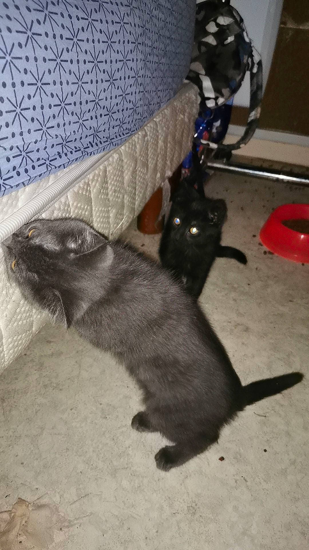 Mickey participe au concours pour gagner de l'argent avec cette photo : black_cat, bombay, carnivore, cat, claw, comfort, domestic_short_haired_cat, felidae, flooring, fur, grey, hardwood, nap, paw, small_to_medium_sized_cats, tail, terrestrial_animal, vertebrate, whiskers, wood