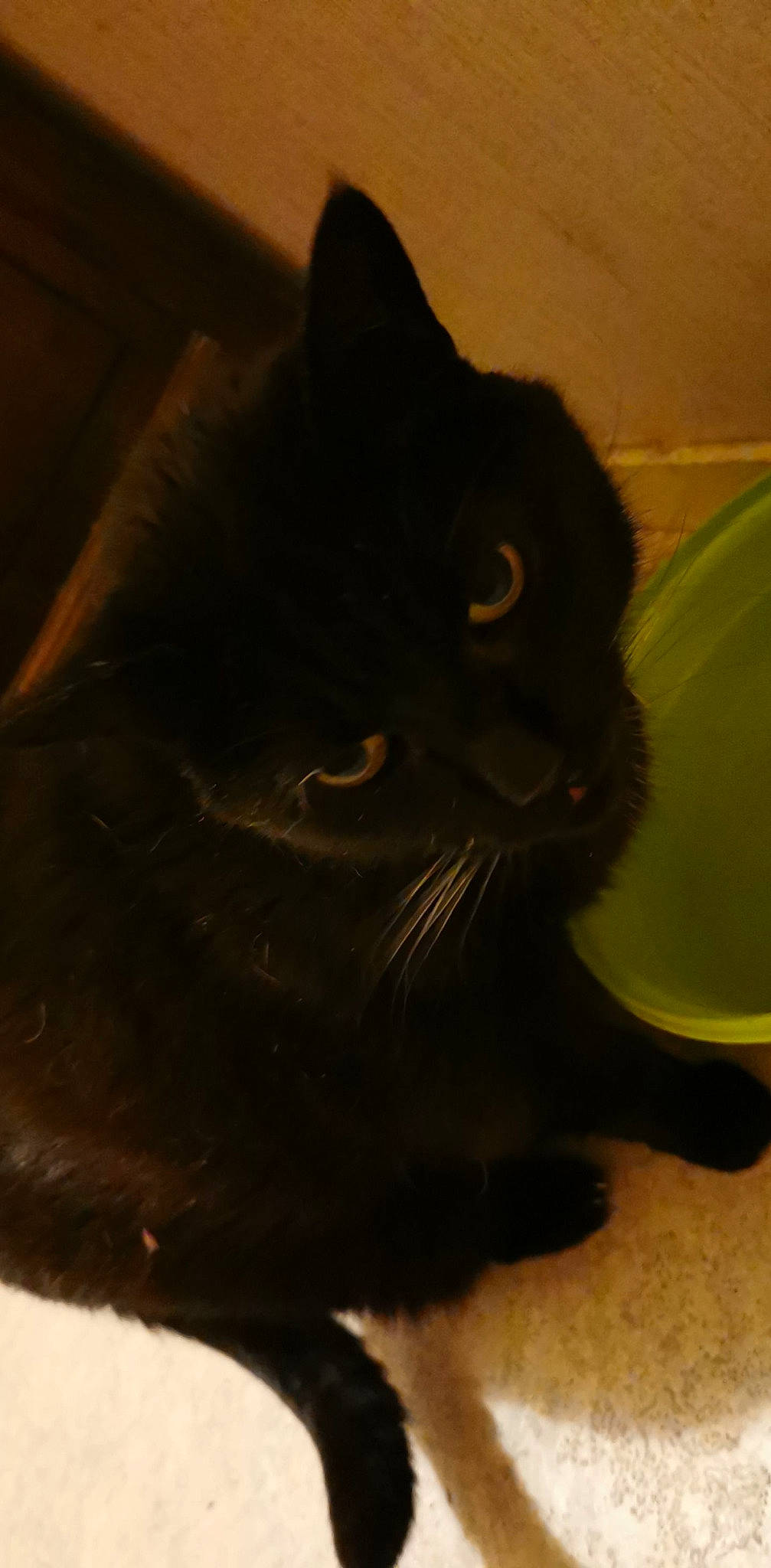 Lucifer participe au concours pour gagner de l'argent avec cette photo : black_cat, bombay, carnivore, cat, claw, domestic_short_haired_cat, felidae, fur, organism, small_to_medium_sized_cats, tail, terrestrial_animal, tints_and_shades, whiskers, window