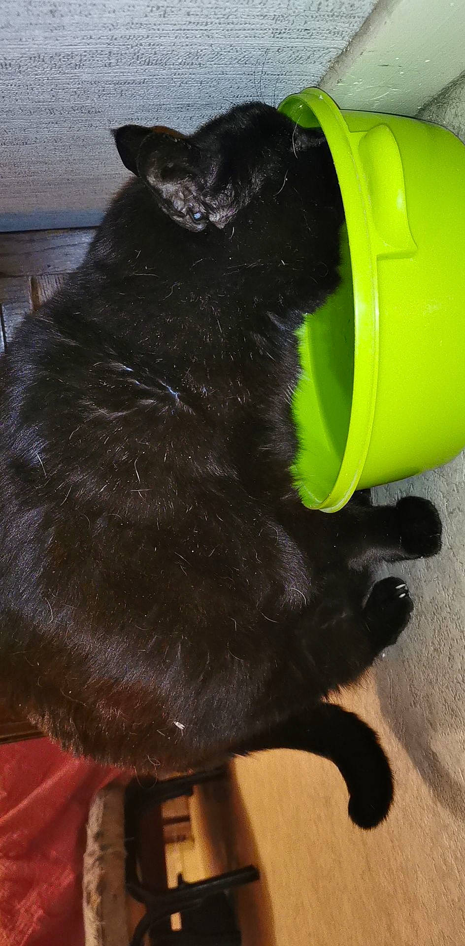 Lucifer participe au concours pour gagner de l'argent avec cette photo : black_cat, bombay, canidae, carnivore, cat, collar, comfort, companion_dog, dog_breed, domestic_short_haired_cat, felidae, fur, mammal, pet_supply, small_to_medium_sized_cats, sporting_group, tail, terrestrial_animal, whiskers