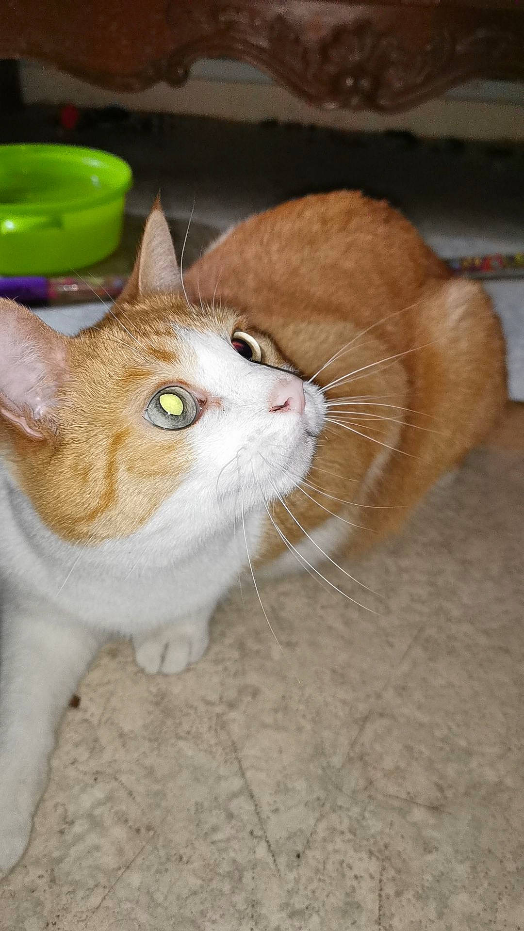 Angelo participe au concours pour gagner de l'argent avec cette photo : carnivore, cat, collar, domestic_short_haired_cat, fawn, felidae, fur, paw, serveware, small_to_medium_sized_cats, snout, tableware, tail, terrestrial_animal, whiskers, wood