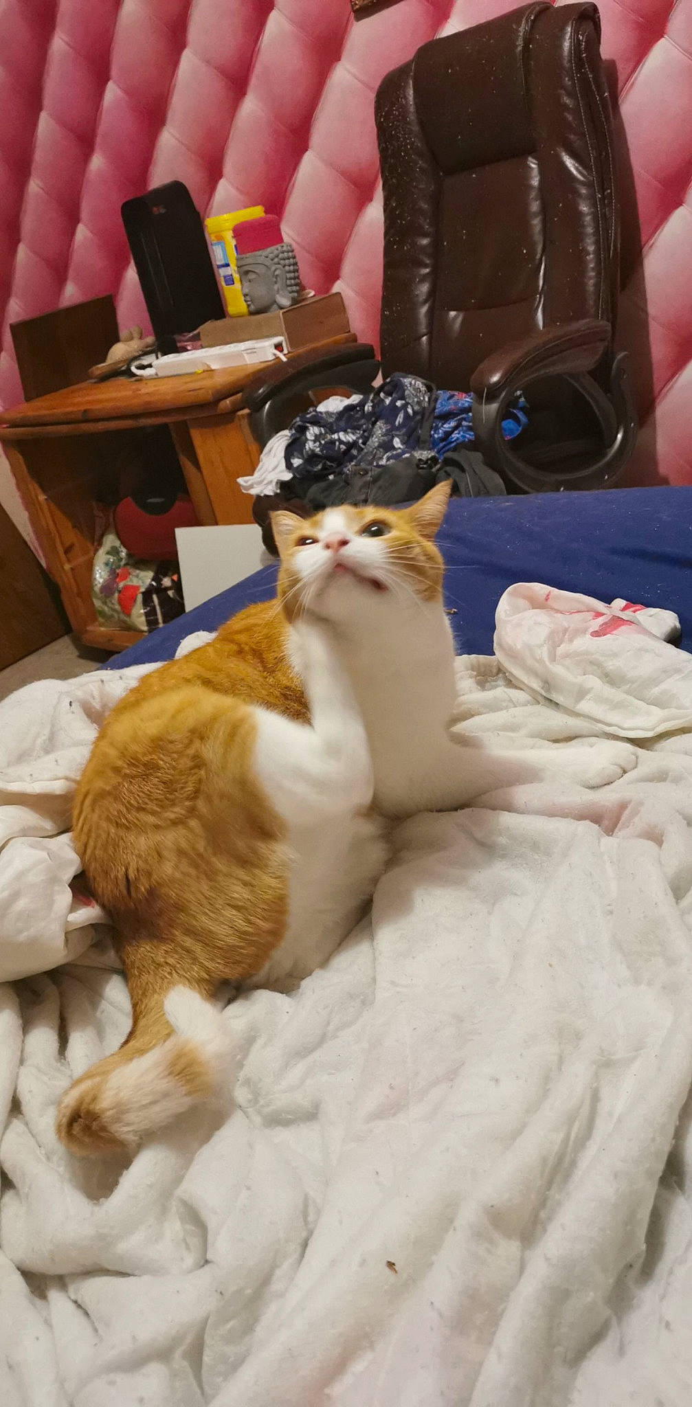 Angelo participe au concours pour gagner de l'argent avec cette photo : bed, canidae, carnivore, cat, chair, comfort, companion_dog, domestic_short_haired_cat, fawn, felidae, fur, lap, linens, room, small_to_medium_sized_cats, table, tail, tree, water_bottle, whiskers