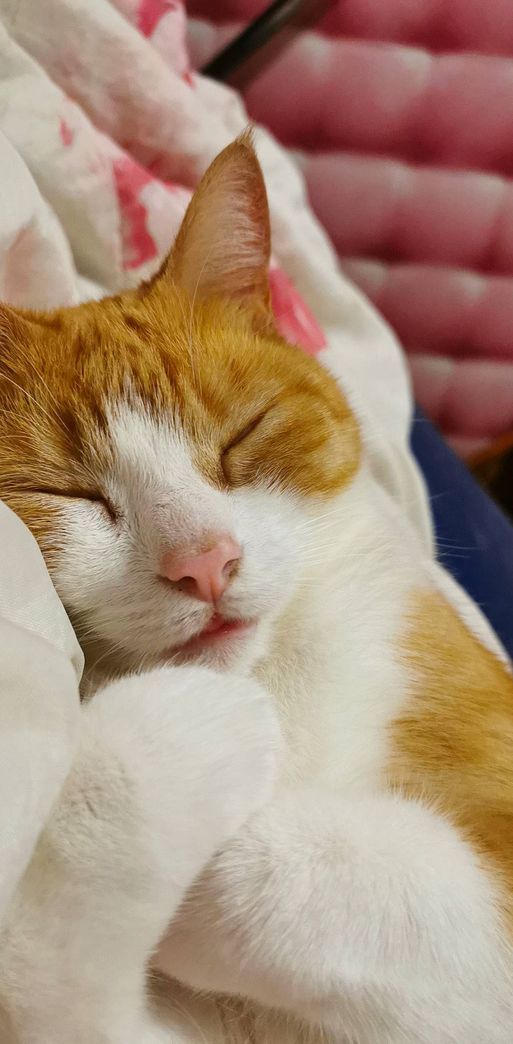 Angelo a rejoint le concours — aidez-le/la à gagner de superbes lots ! carnivore, cat, claw, comfort, domestic_short_haired_cat, felidae, fur, nap, paw, small_to_medium_sized_cats, snout, tail, whiskers