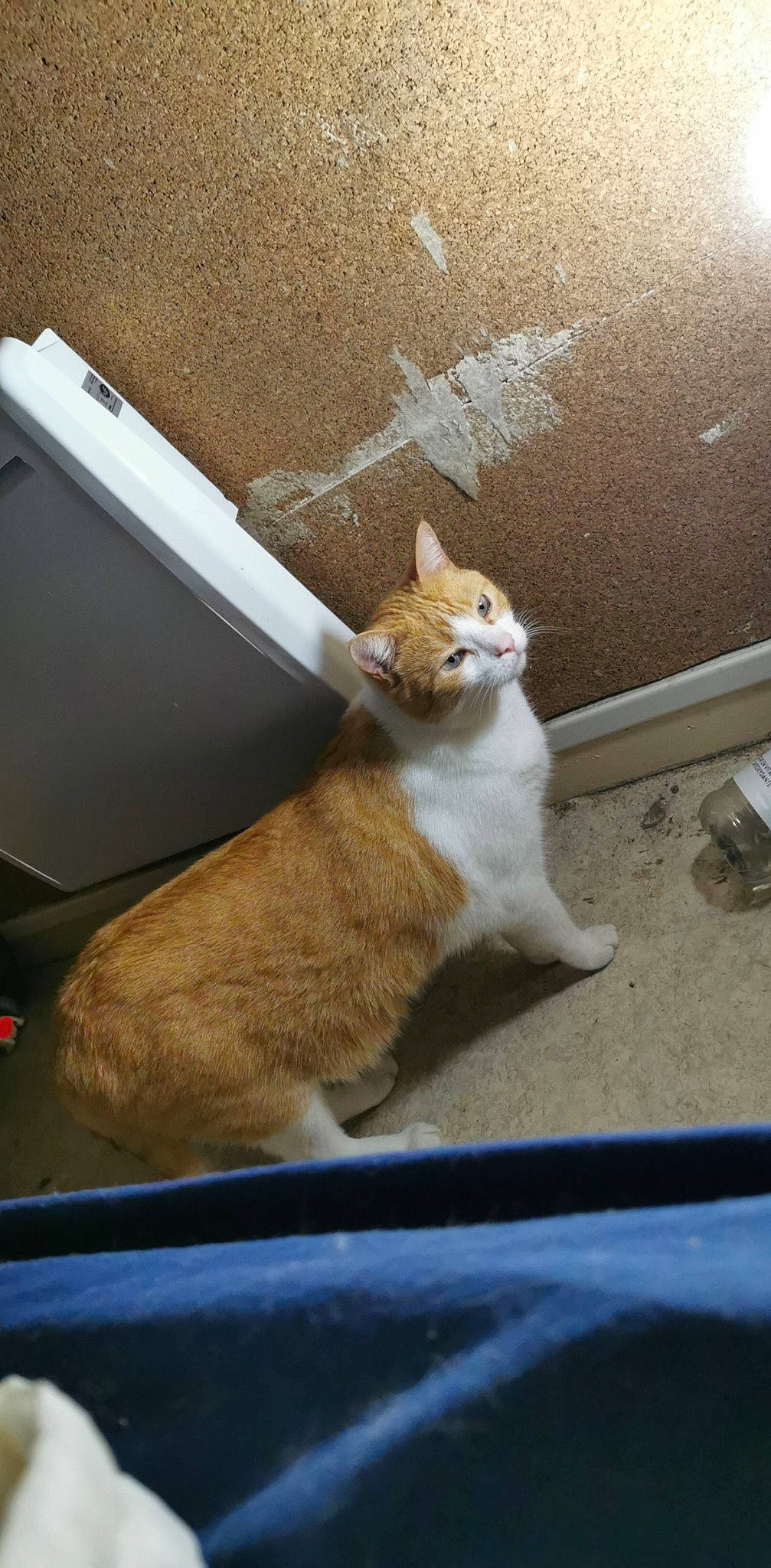 Angelo participe au concours pour gagner de l'argent avec cette photo : automotive_exterior, automotive_window_part, box, carnivore, cat, domestic_short_haired_cat, fawn, felidae, fur, glass, output_device, small_to_medium_sized_cats, snout, tail, vehicle_door, whiskers, window, windscreen_wiper, windshield, wood