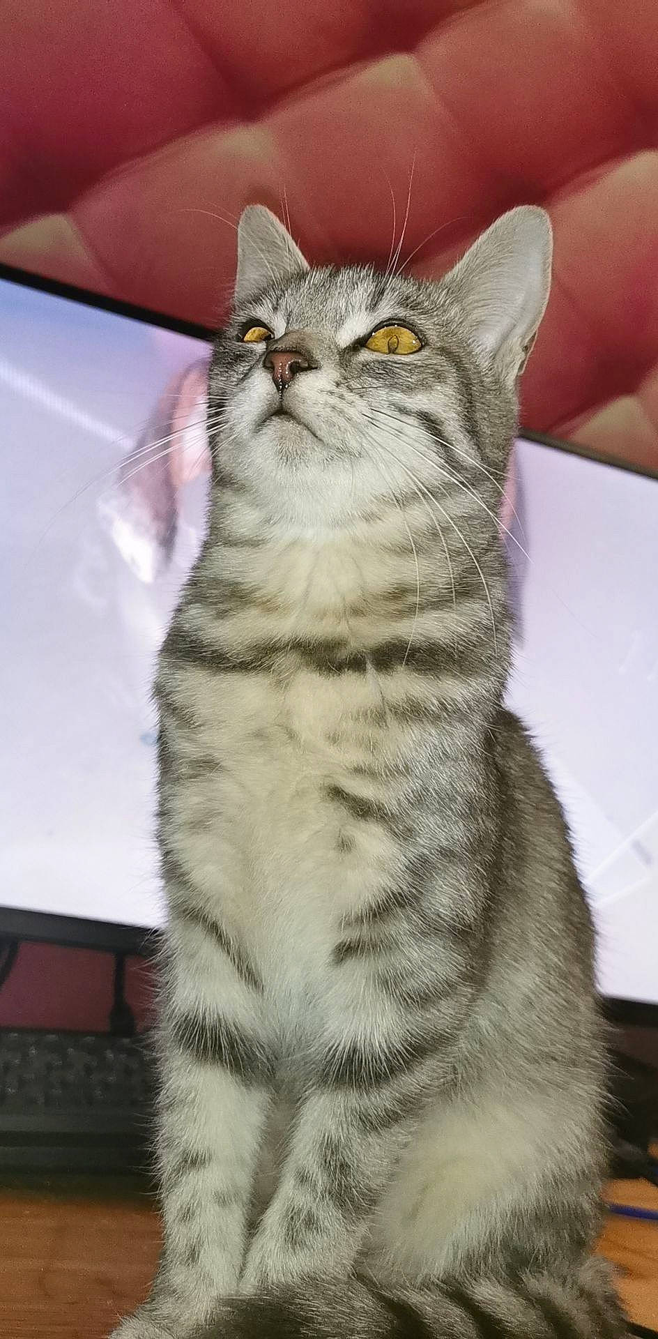 Lilou participe au concours pour gagner de l'argent avec cette photo : art, carnivore, cat, claw, domestic_short_haired_cat, door, felidae, fur, head, paw, small_to_medium_sized_cats, snout, tail, terrestrial_animal, whiskers, wildlife