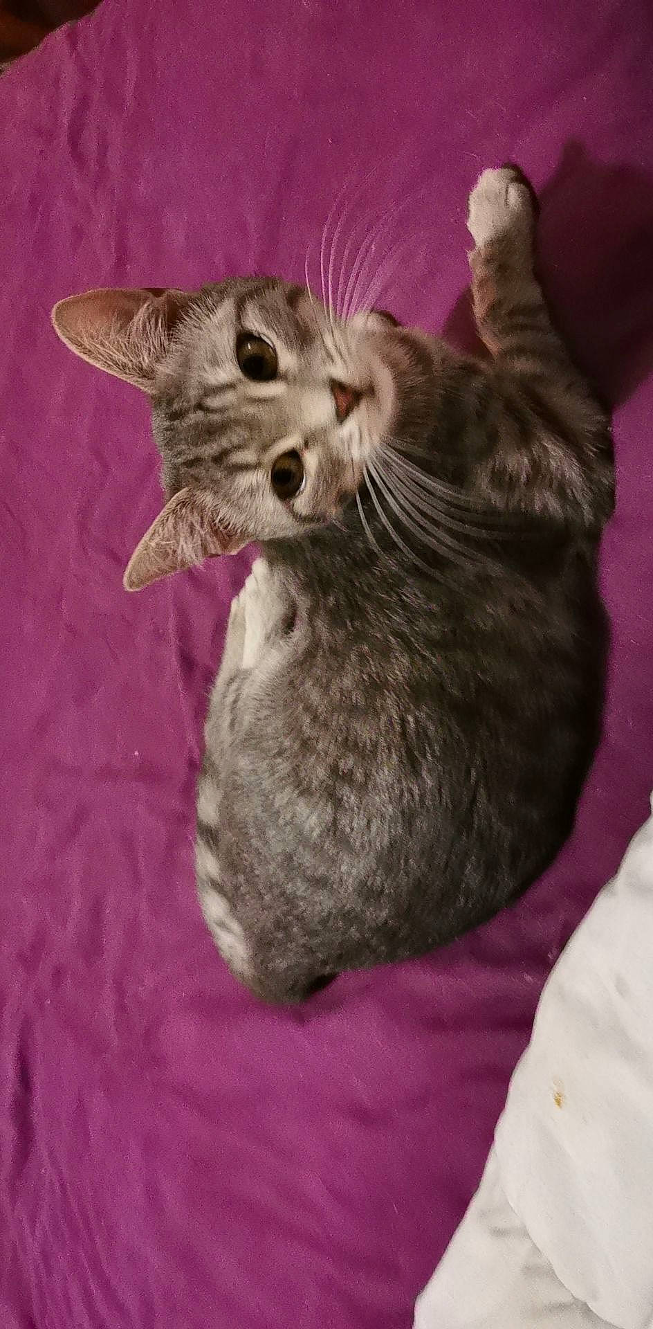 Lilou participe au concours pour gagner de l'argent avec cette photo : carnivore, cat, cat_bed, cat_supply, cat_toy, claw, comfort, domestic_short_haired_cat, felidae, fur, gesture, grey, magenta, paw, small_to_medium_sized_cats, snout, tail, whiskers