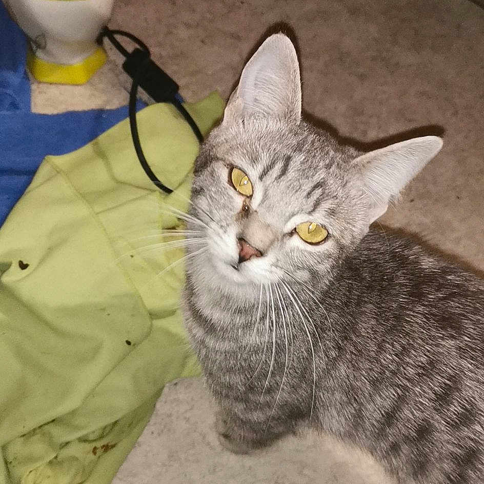 Lilou