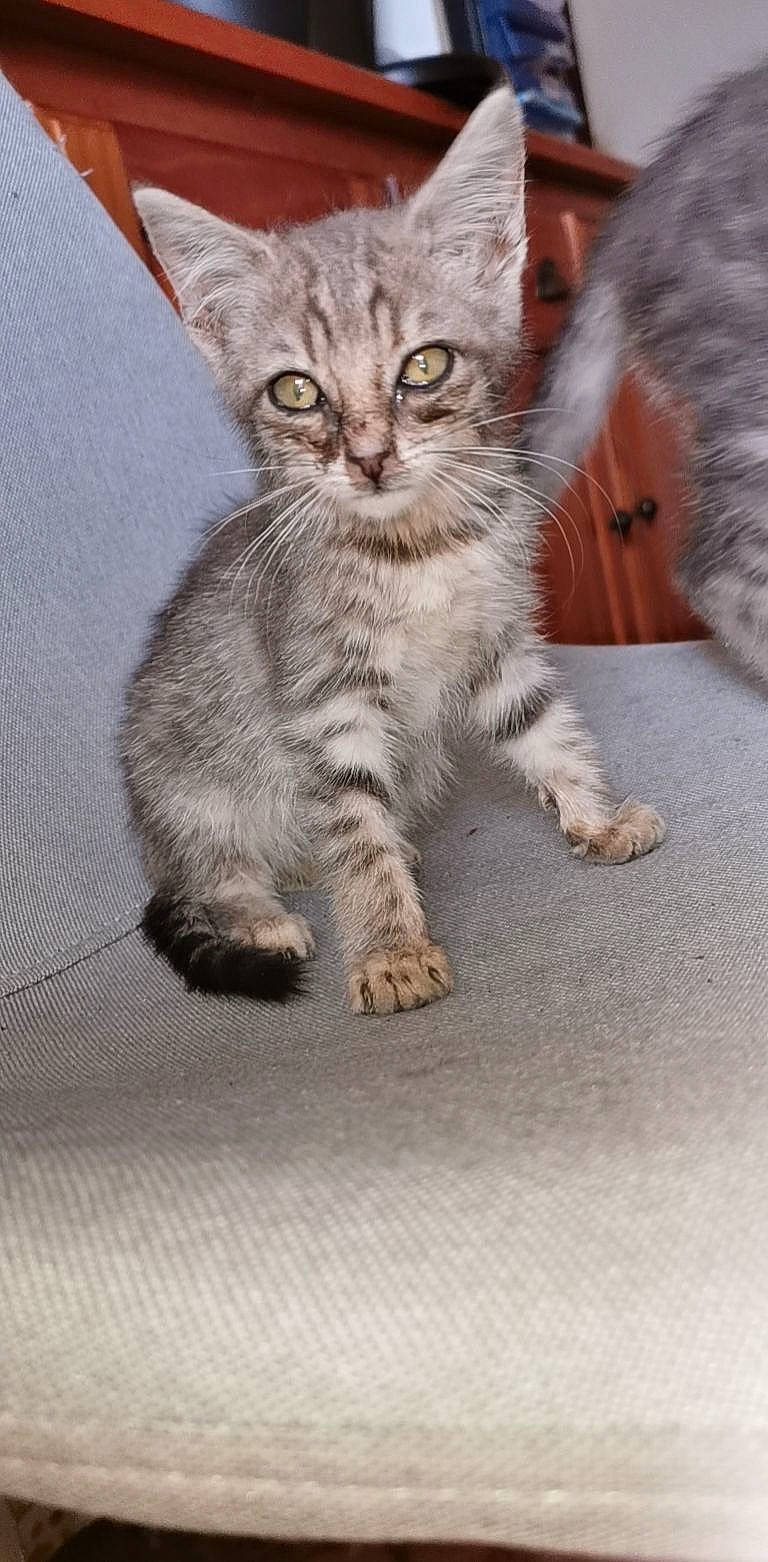 Lilou participe au concours pour gagner de l'argent avec cette photo : carnivore, cat, claw, curious, domestic_short_haired_cat, felidae, fur, grey, paw, sitting, small_to_medium_sized_cats, snout, tail, terrestrial_animal, whiskers, window