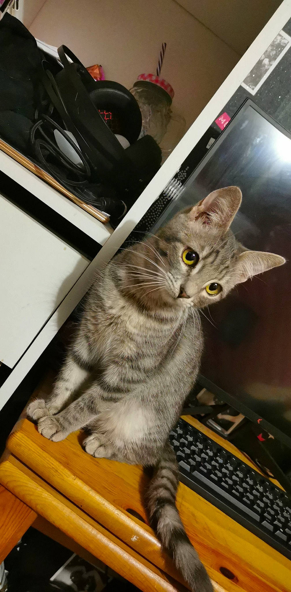 Lilou a rejoint le concours — aidez-le/la à gagner de superbes lots ! carnivore, cat, claw, computer_keyboard, domestic_short_haired_cat, felidae, fur, input_device, office_equipment, paw, peripheral, small_to_medium_sized_cats, snout, space_bar, tail, whiskers, wood