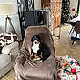 Volt participe au concours pour gagner de l'argent avec cette photo : puppy, dog, bernese_mountain_dog, chair, blanket, living_room, christmas_tree, toys, floor, wooden_cabinet, lamp, sofa, drying_rack, decorations, indoor, pet, cozy, furniture, holiday, home