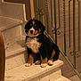 Volt participe au concours pour gagner de l'argent avec cette photo : puppy, dog, bernese_mountain_dog, stairs, marble, indoor, pet, animal, cute, fluffy, sitting, paw, fur, collar, home, railing, wood, brown, black, white