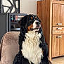 bernese_mountain_dog, dog, pet, indoor, furniture, chair, wooden_cabinet, stove, black_fur, white_fur, brown_fur, tongue_out, curious, sitting, plush, home, cozy, portrait, animal, companion